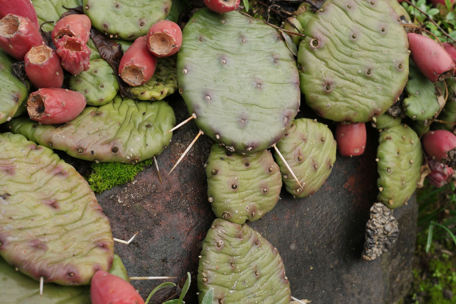 Opuntia humifusa 4