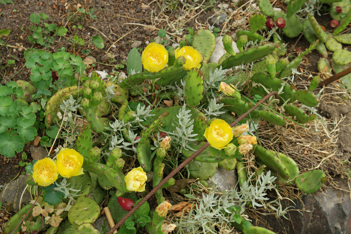 Opuntia humifusa