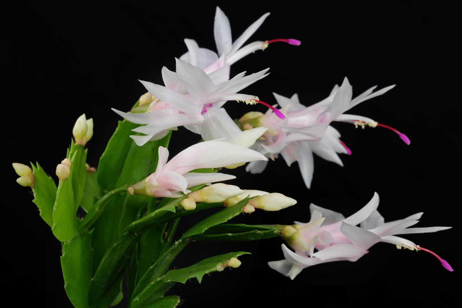 Schlumbergera truncata 1