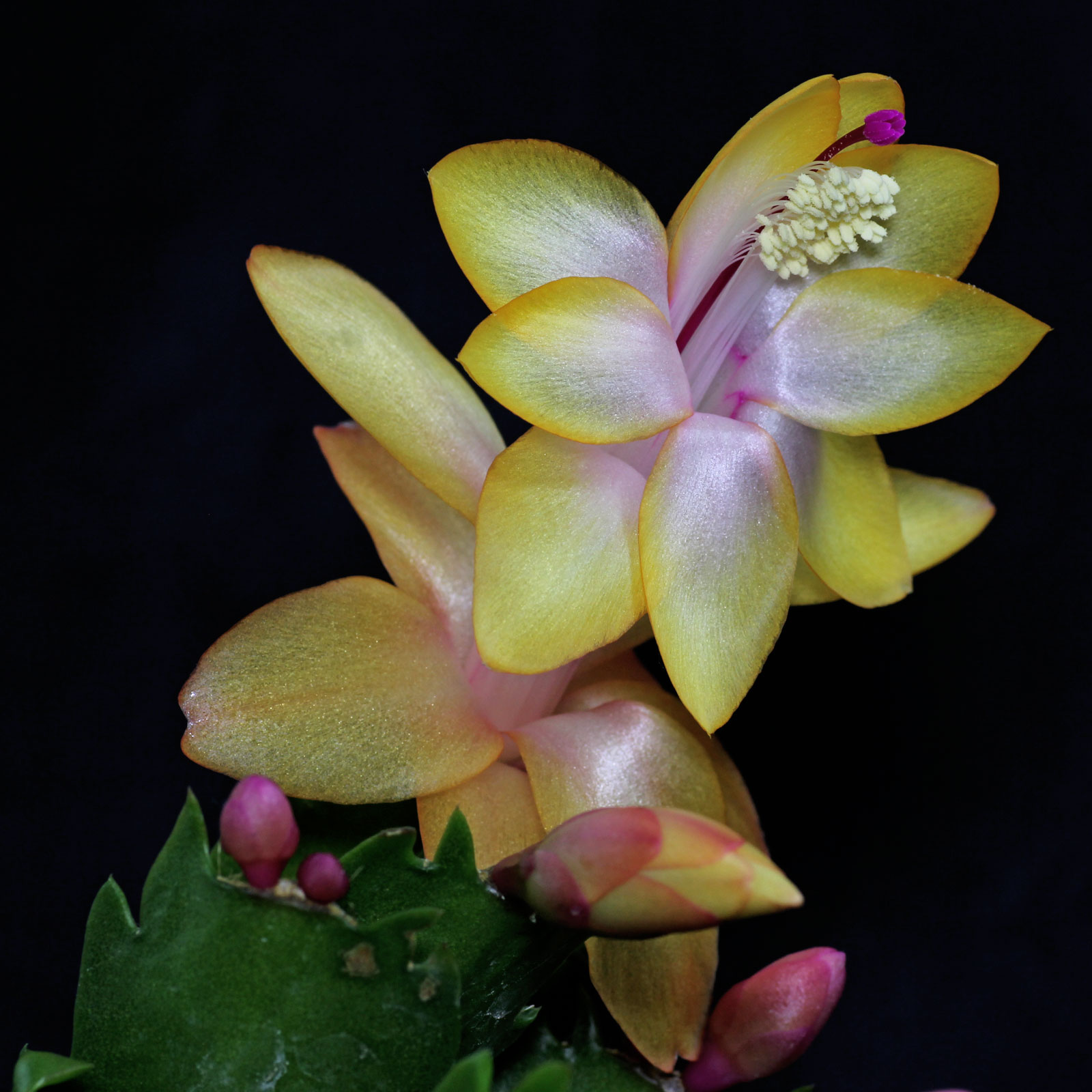 Schlumbergera truncata 2