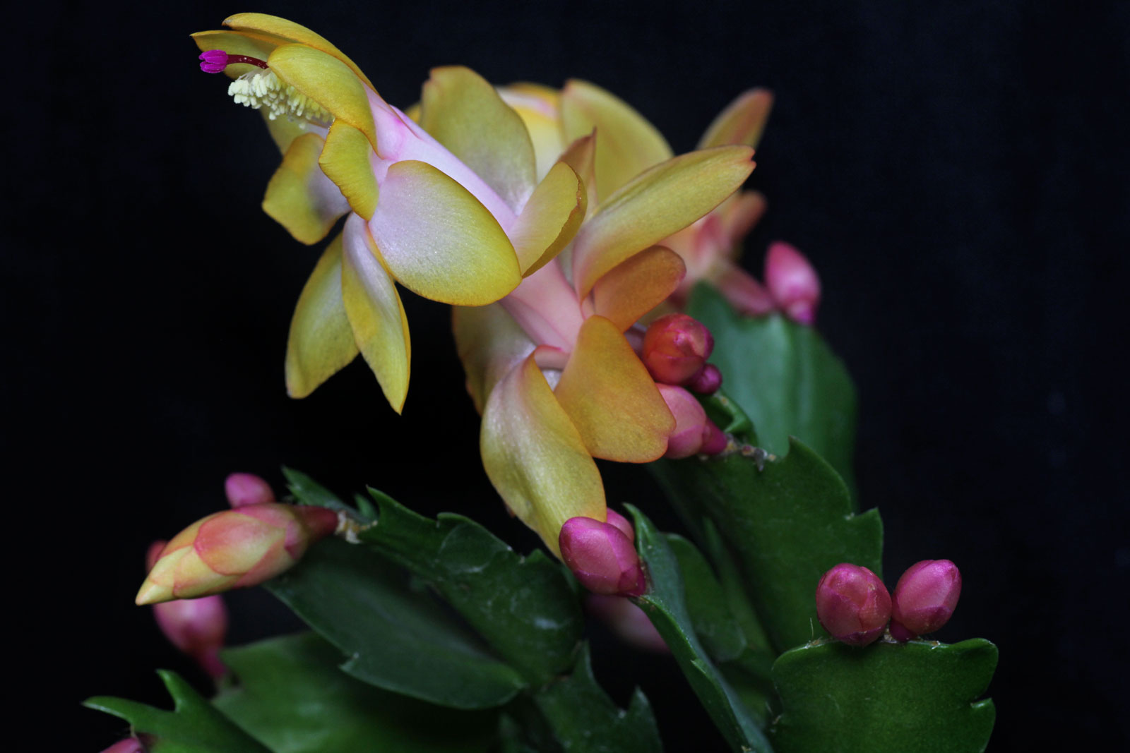 Schlumbergera truncata 3