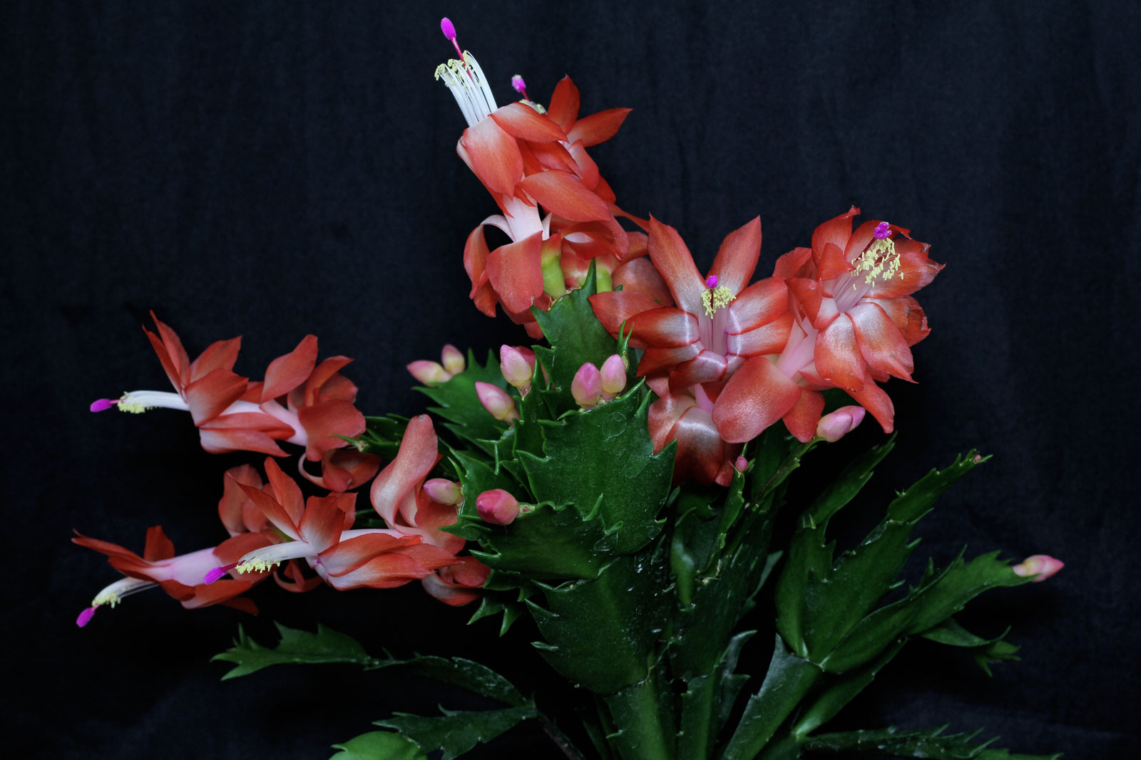 Schlumbergera truncata 4