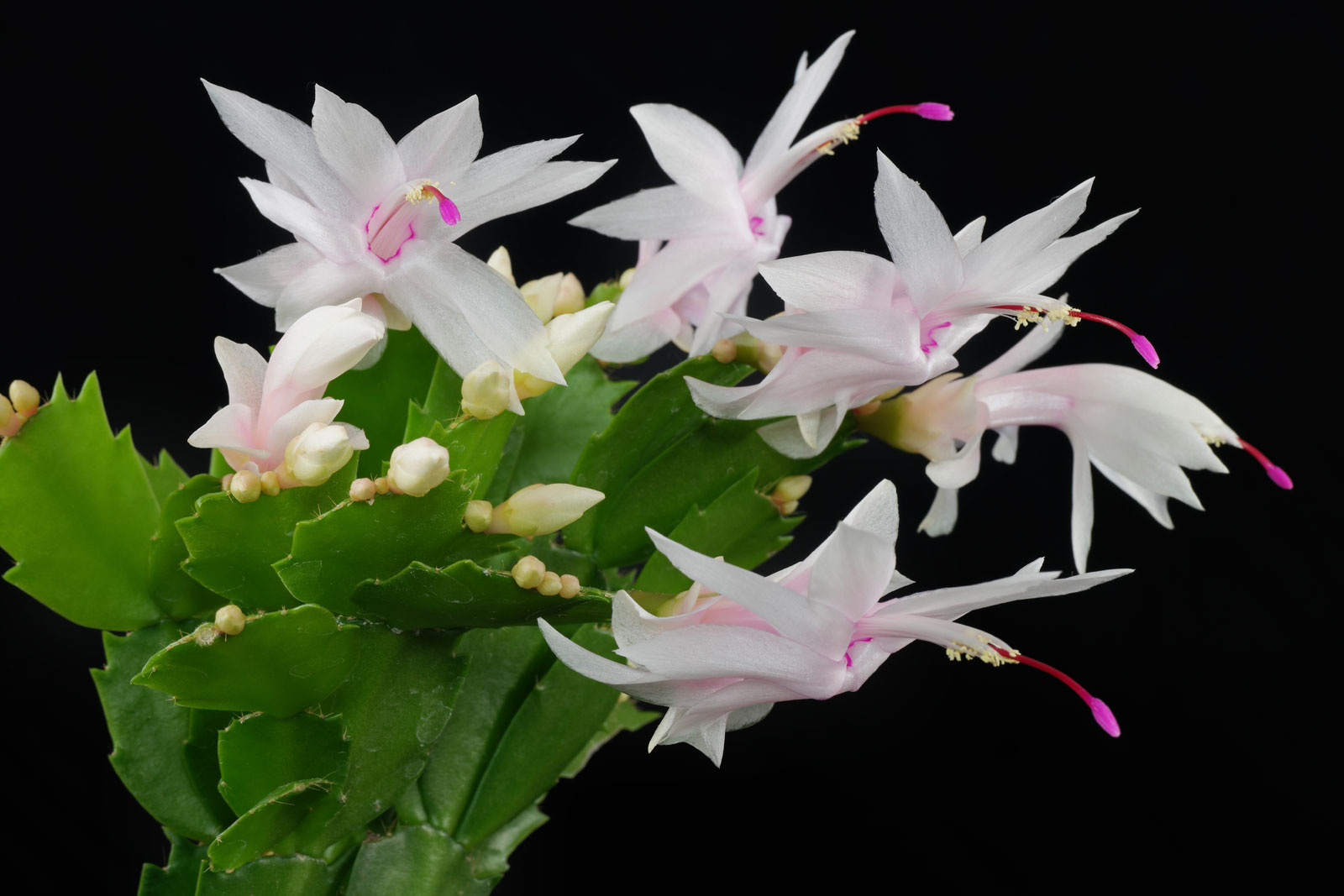 Schlumbergera truncata