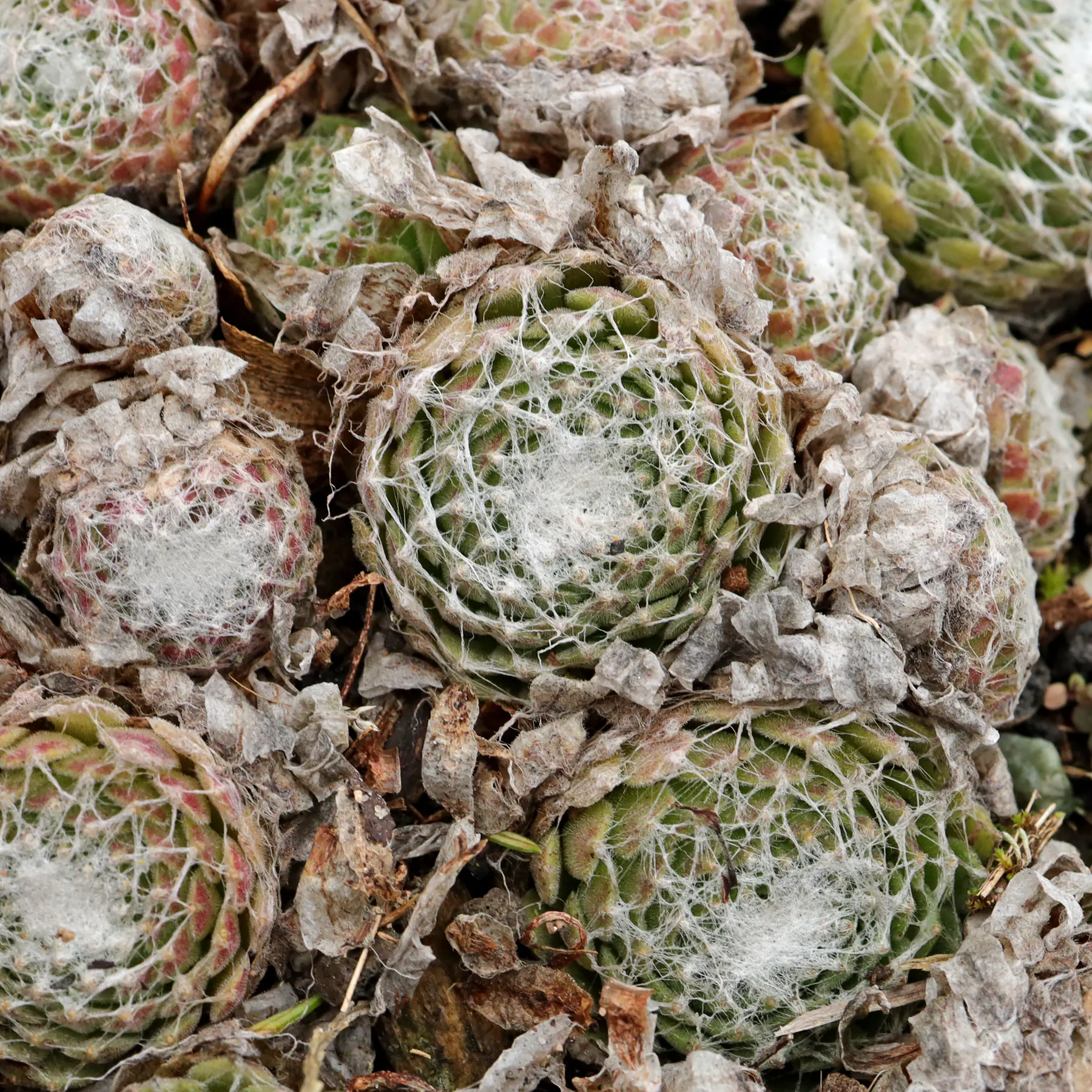 Sempervivum arachnoideum cv