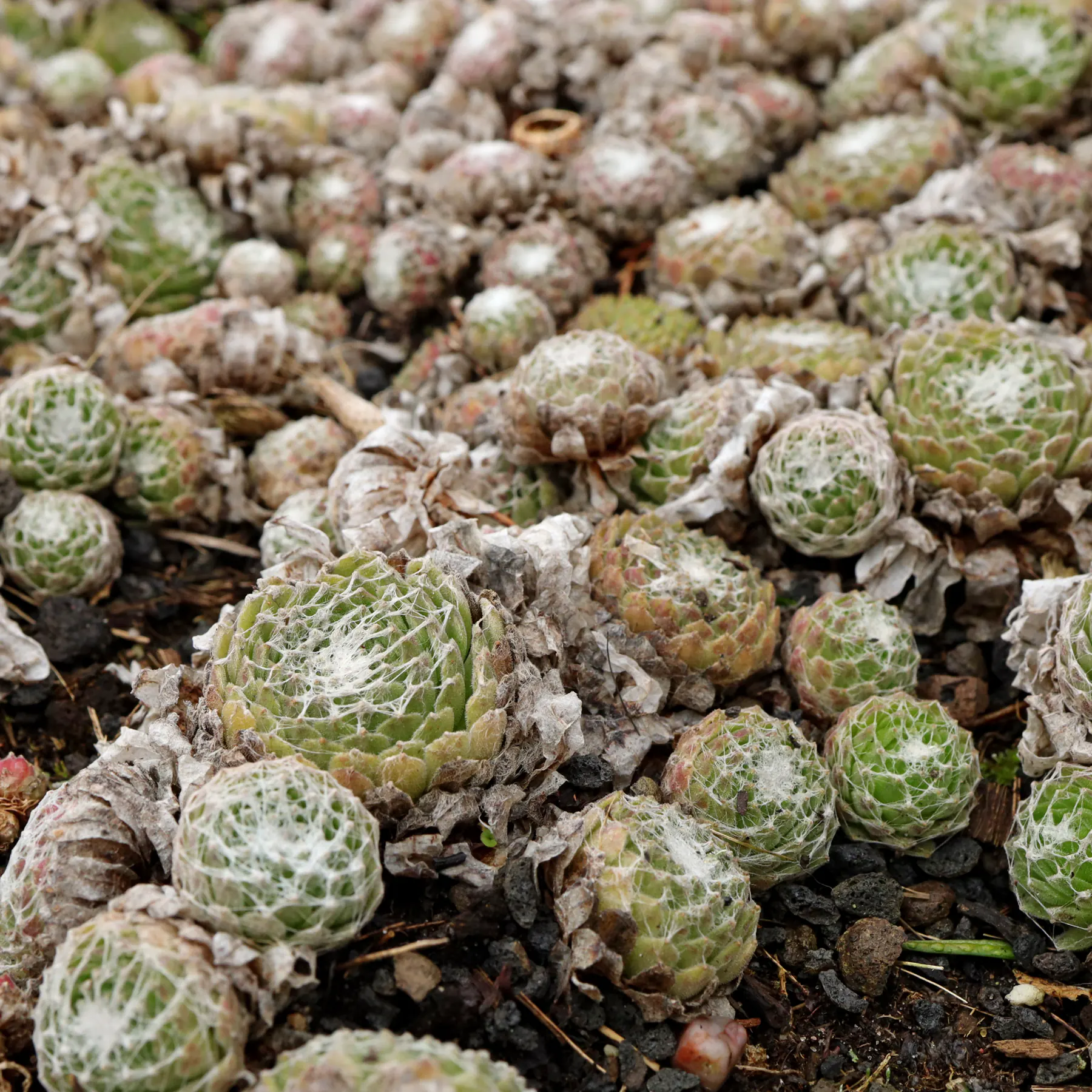 Sempervivum arachnoideum cv