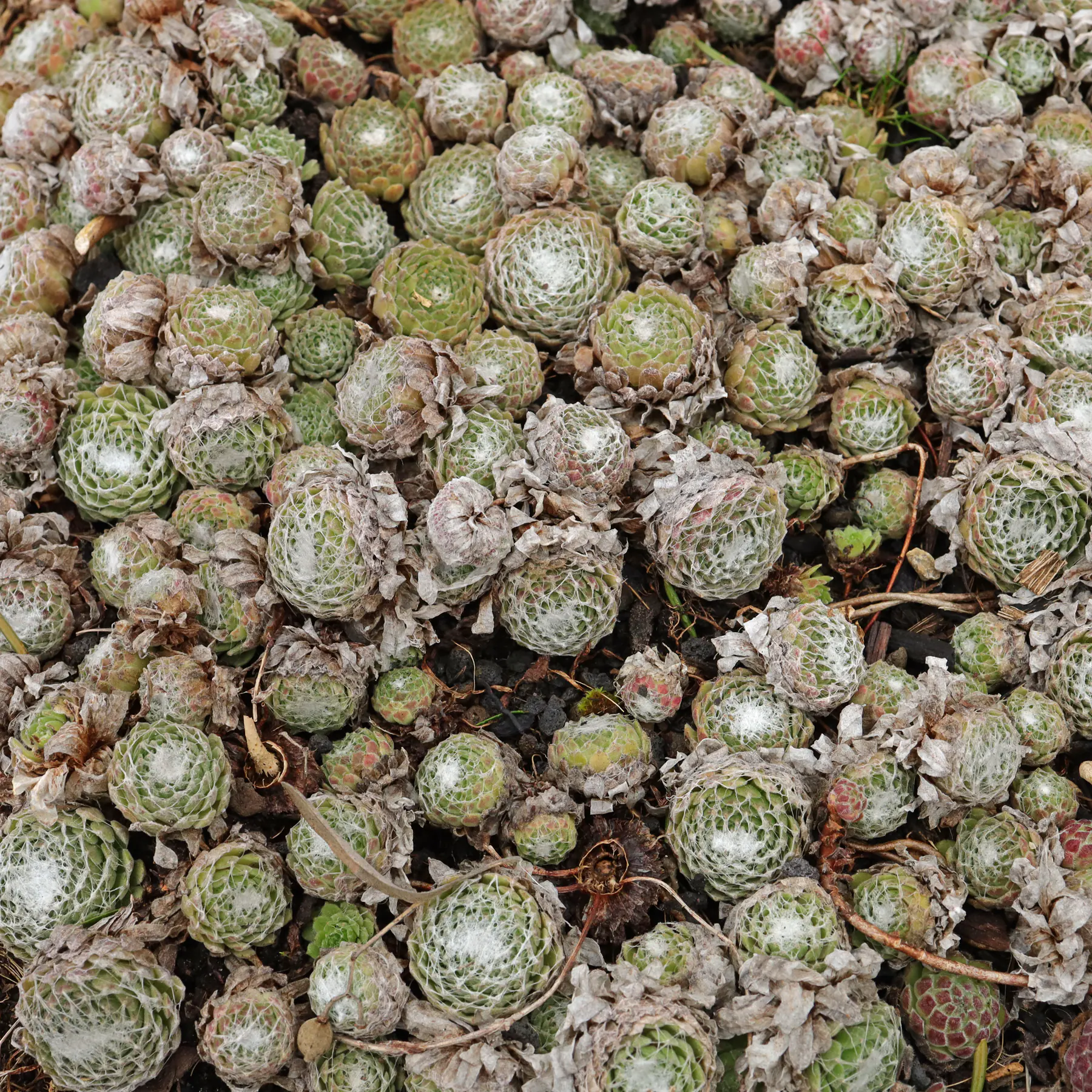 Sempervivum arachnoideum cv