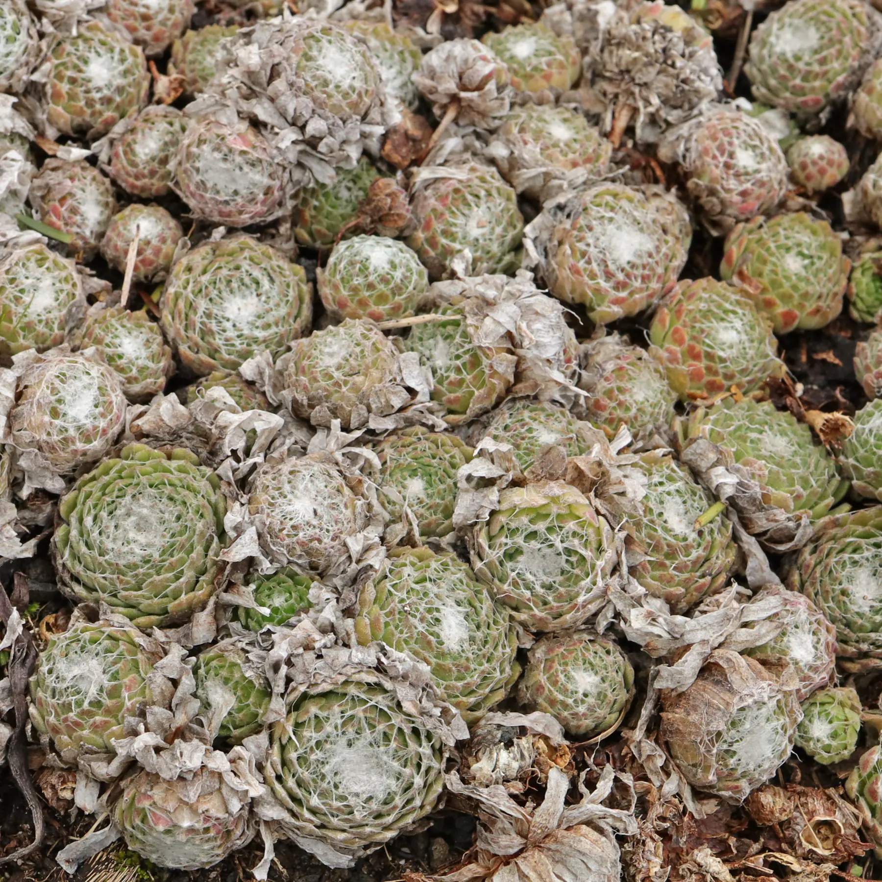 Sempervivum arachnoideum cv