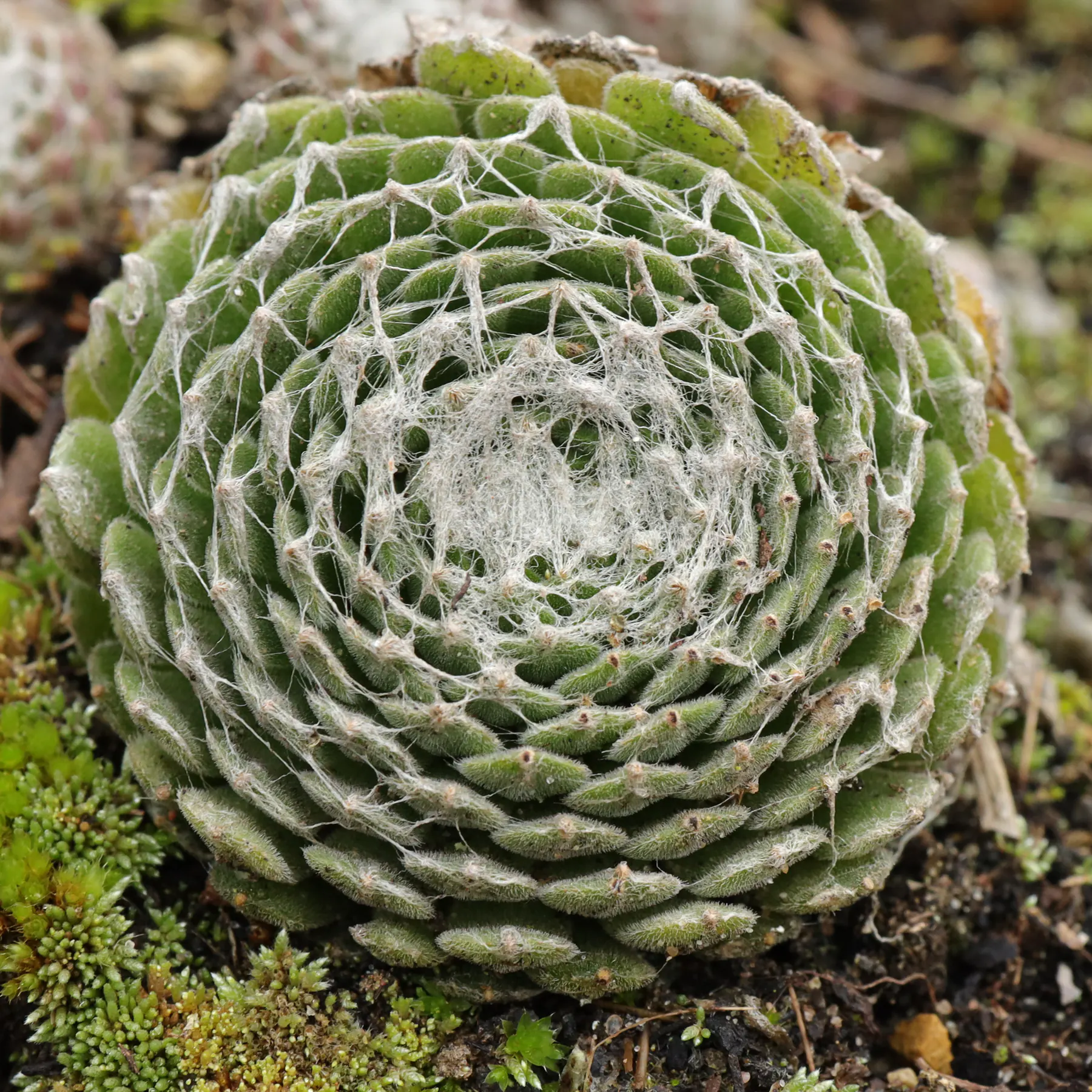 Sempervivum arachnoideum cv