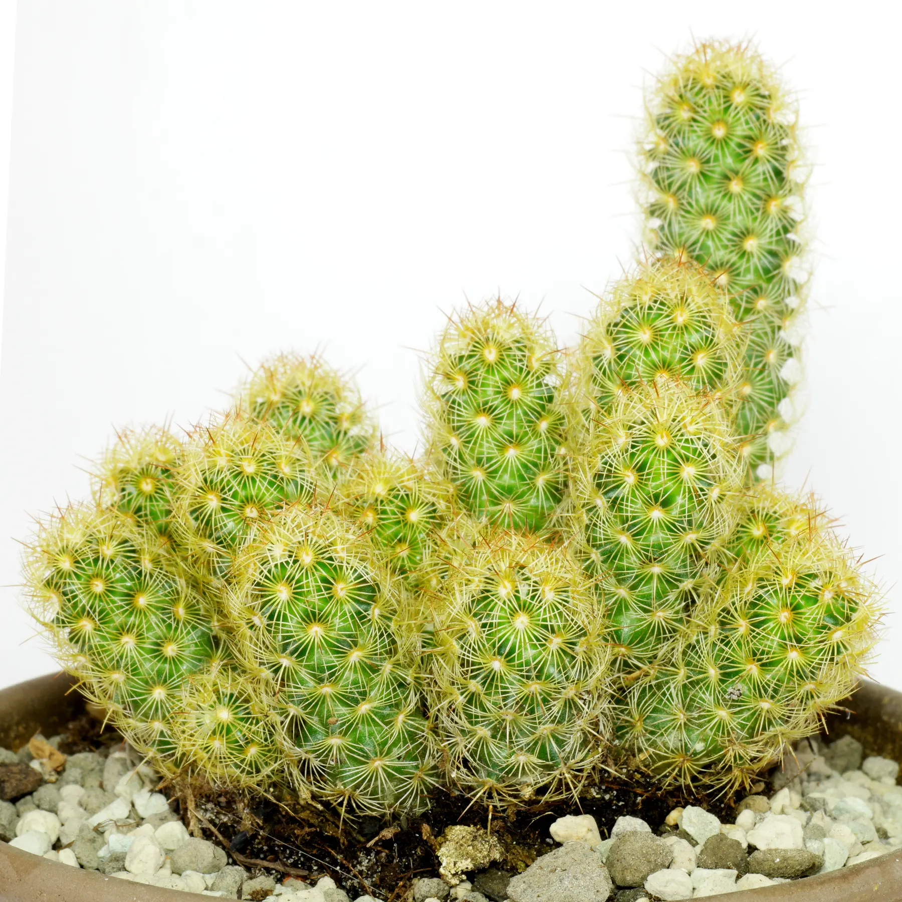 Mammillaria elongata