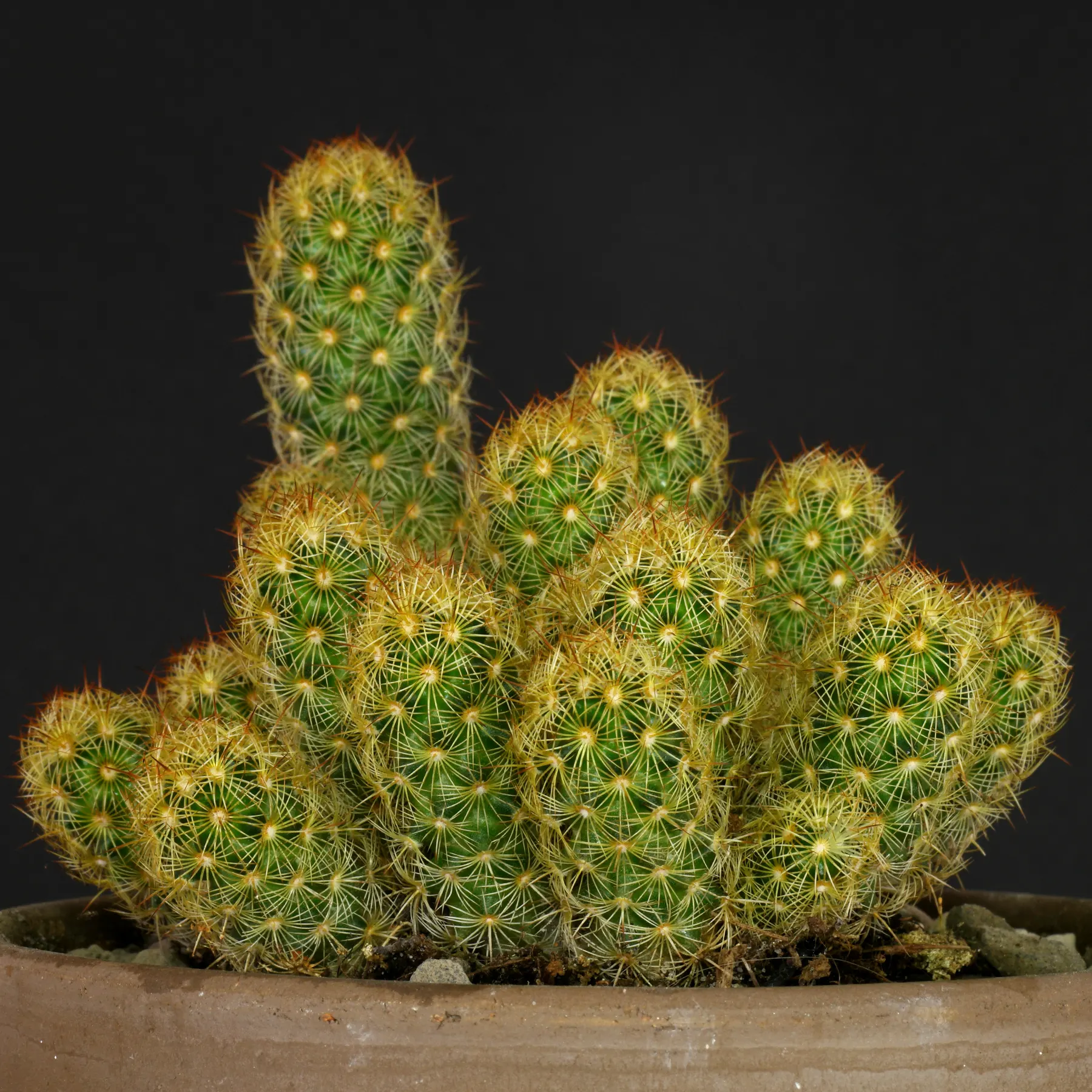 Mammillaria elongata