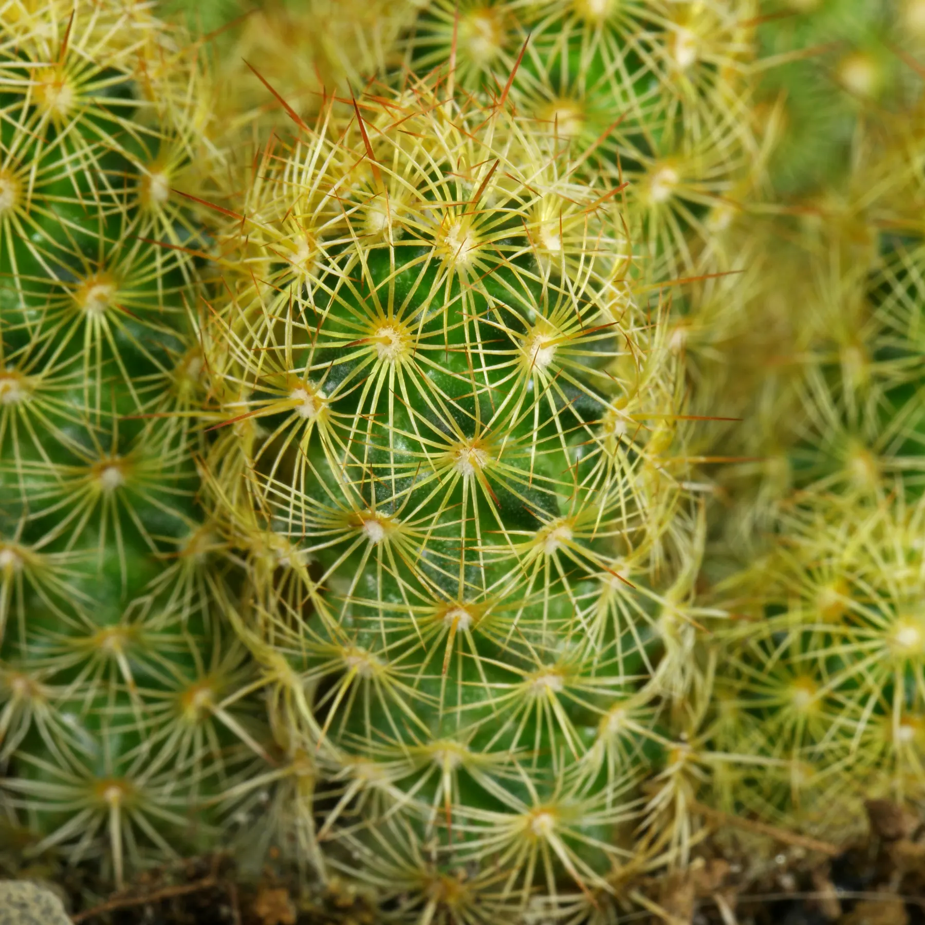 Mammillaria elongata