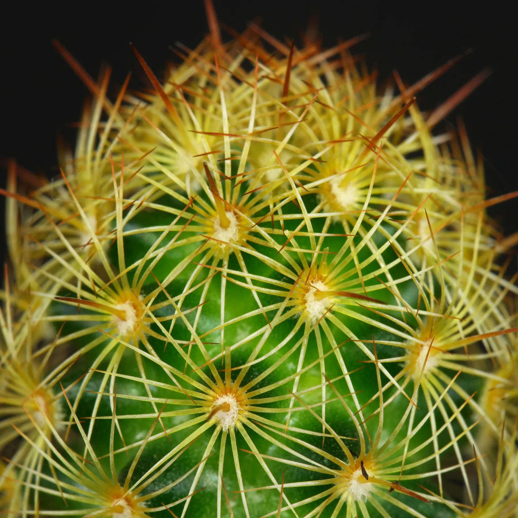 Mammillaria elongata