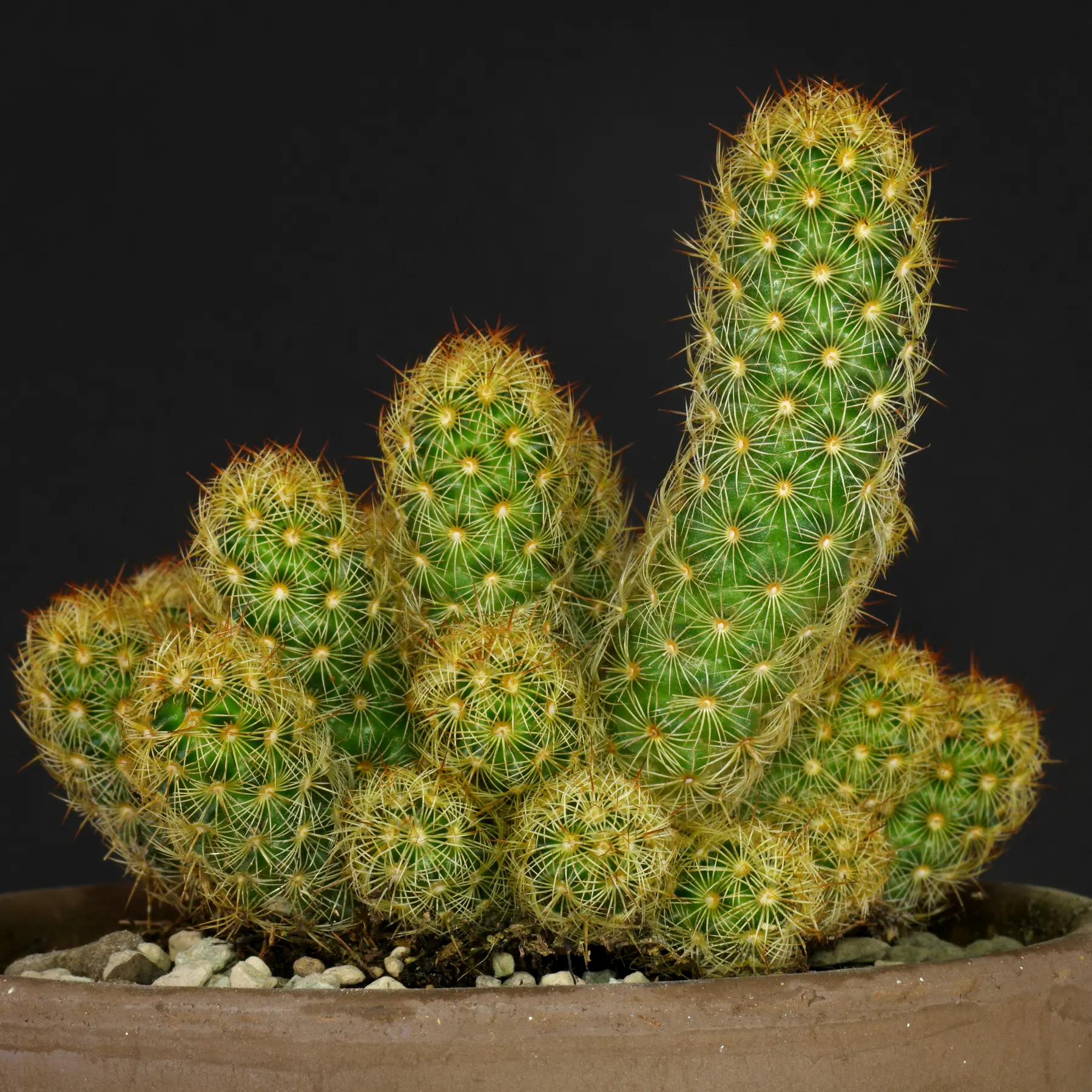 Mammillaria elongata