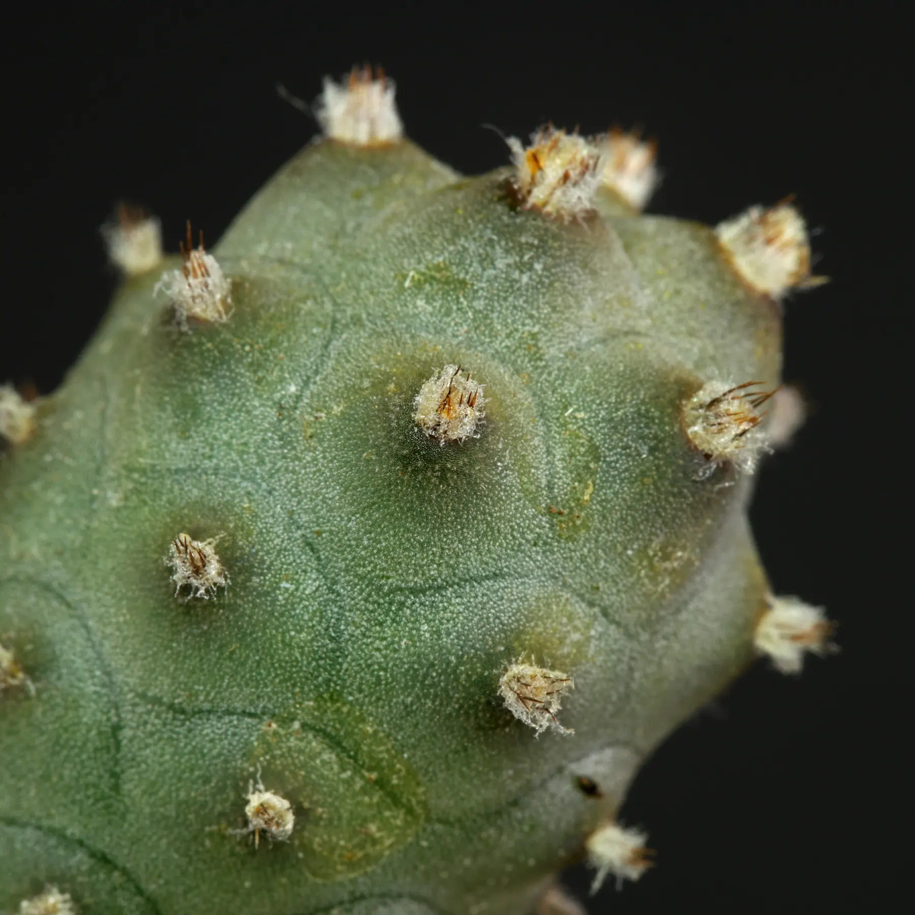 Tephrocactus articulatus