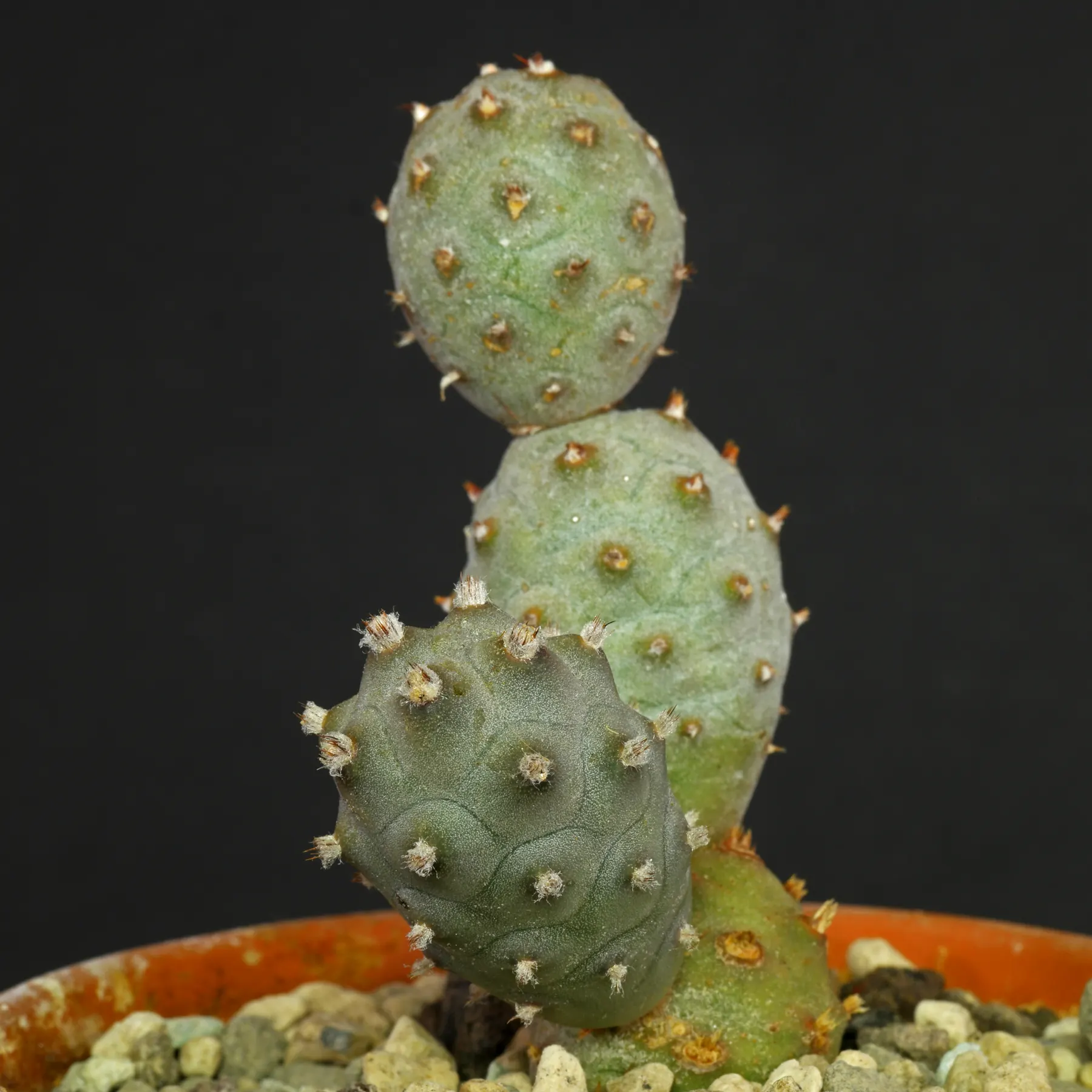 Tephrocactus articulatus