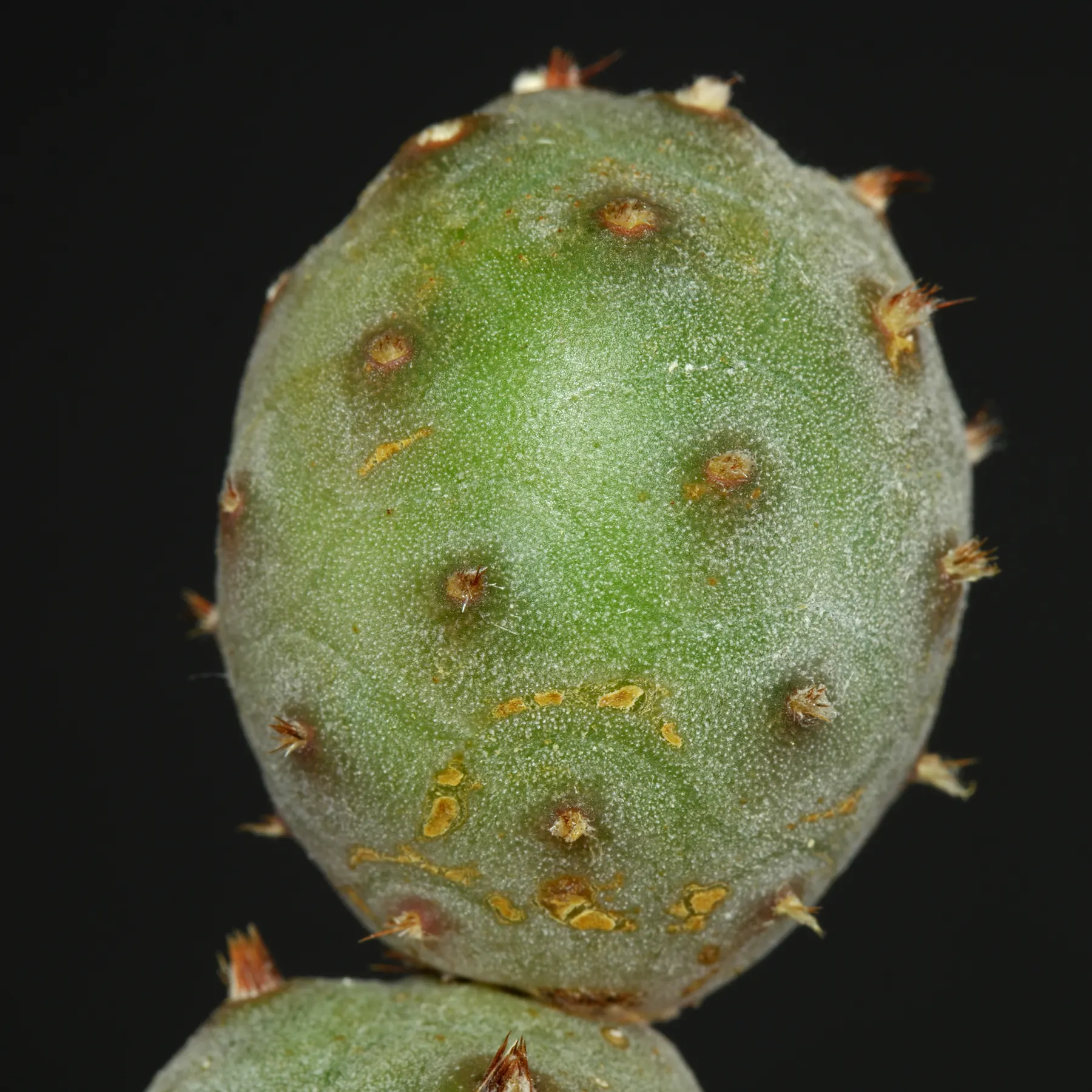 Tephrocactus articulatus