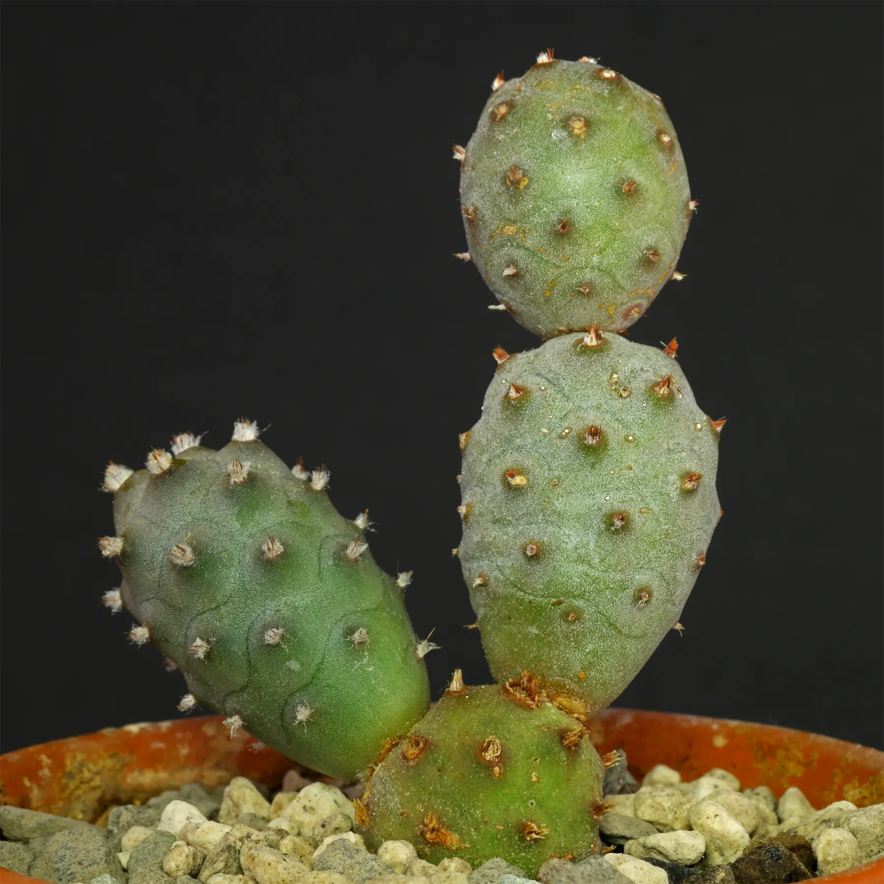 Tephrocactus articulatus