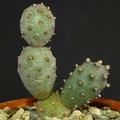 Tephrocactus articulatus