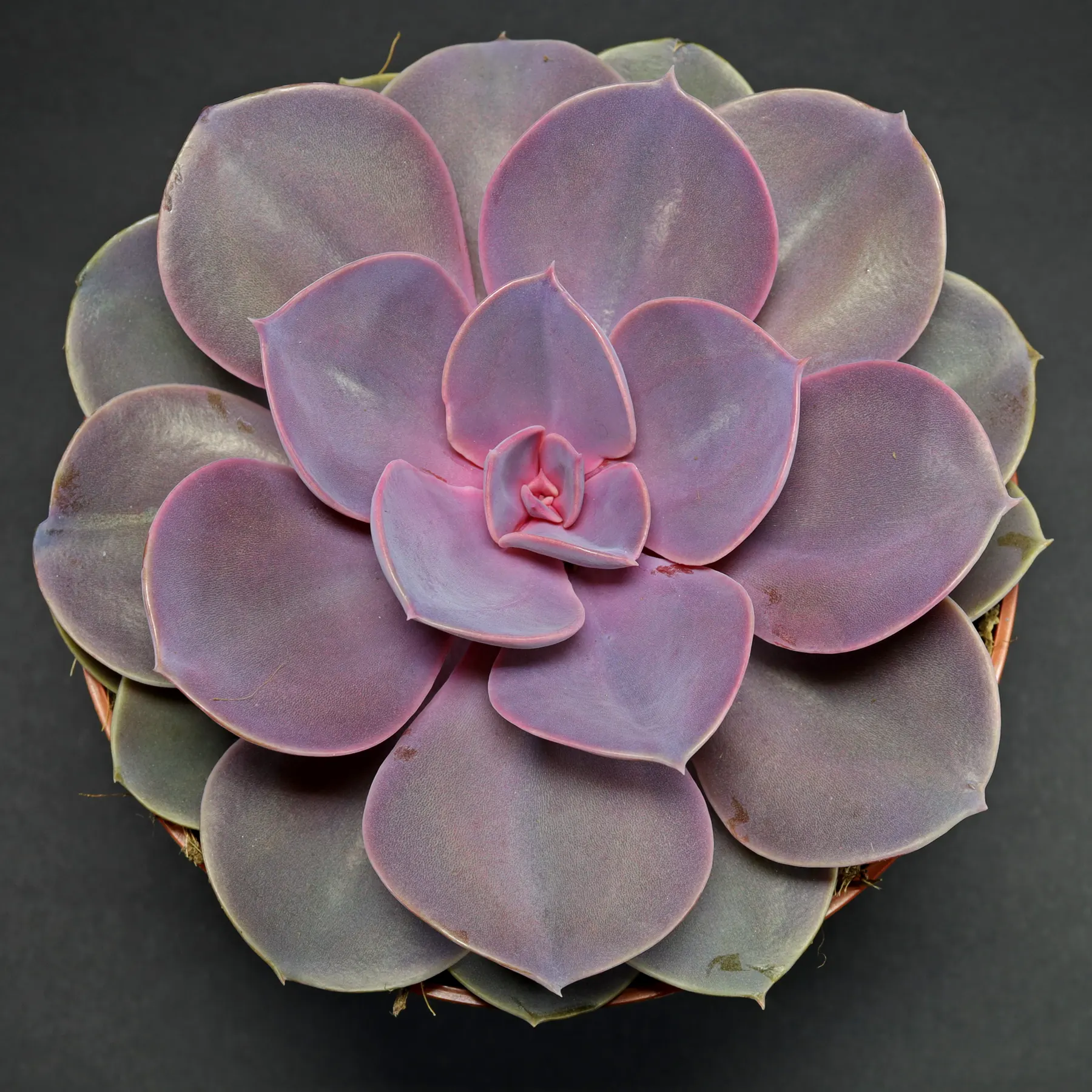 Echeveria gibbiflora Purple Pearl