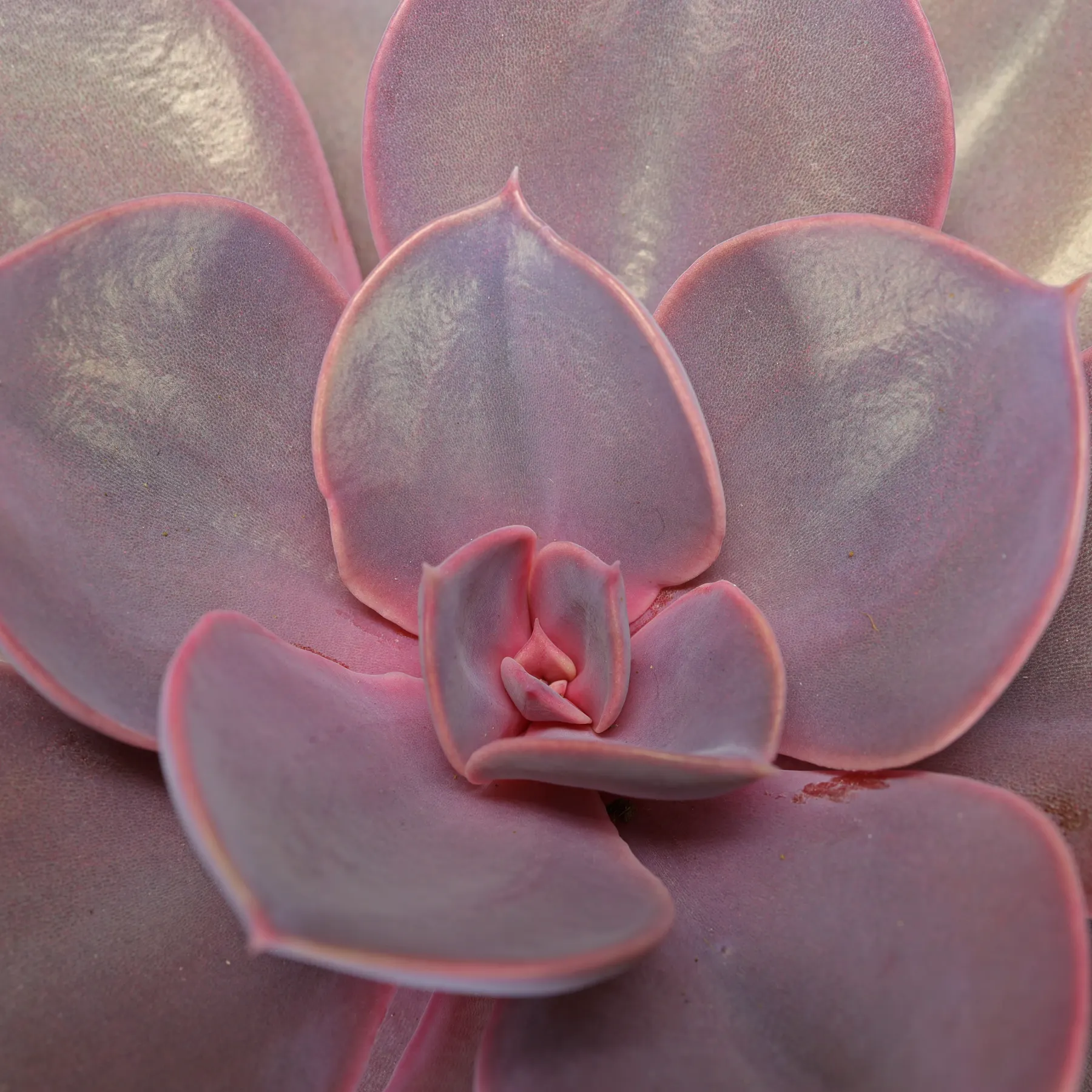 Echeveria gibbiflora Purple Pearl