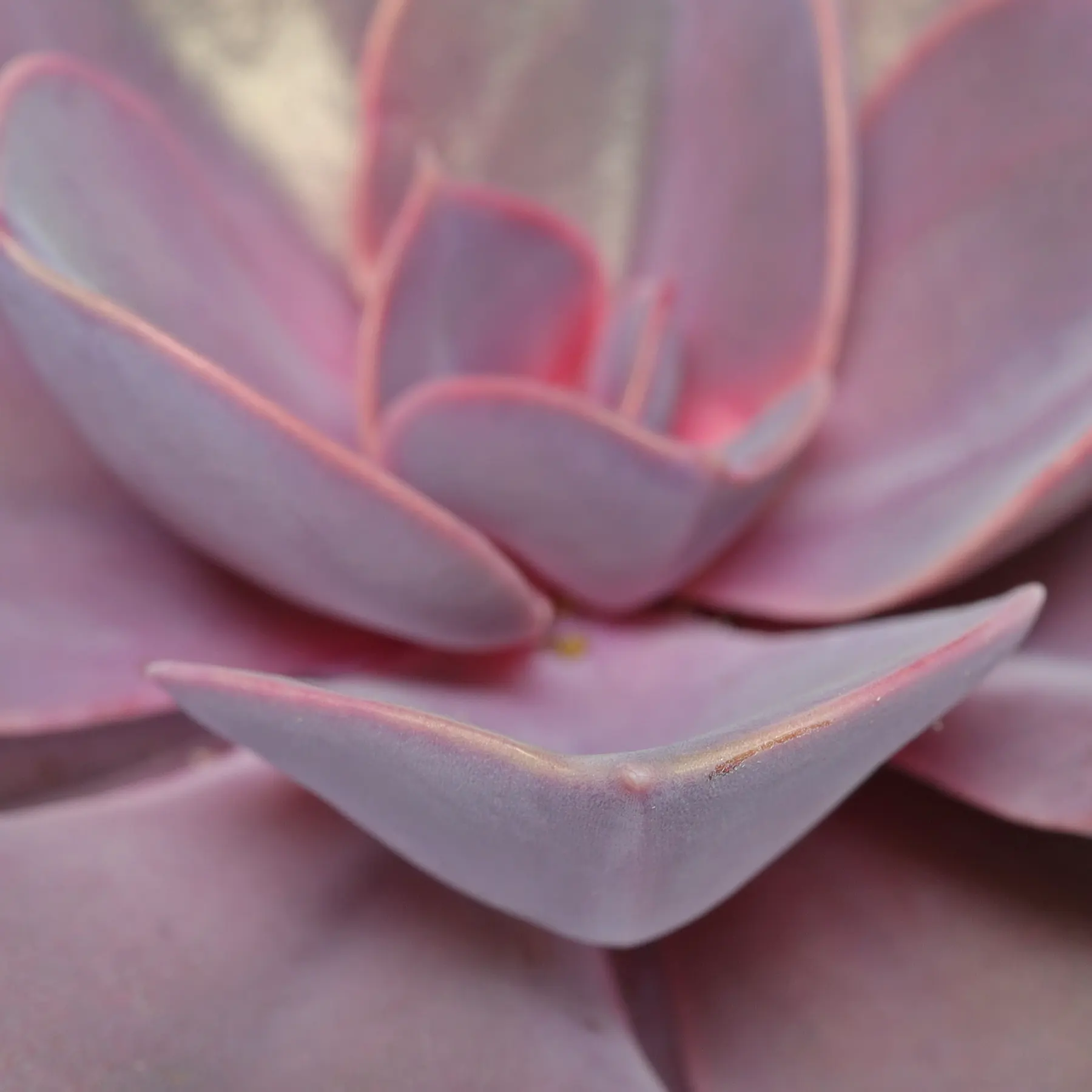 Echeveria gibbiflora Purple Pearl