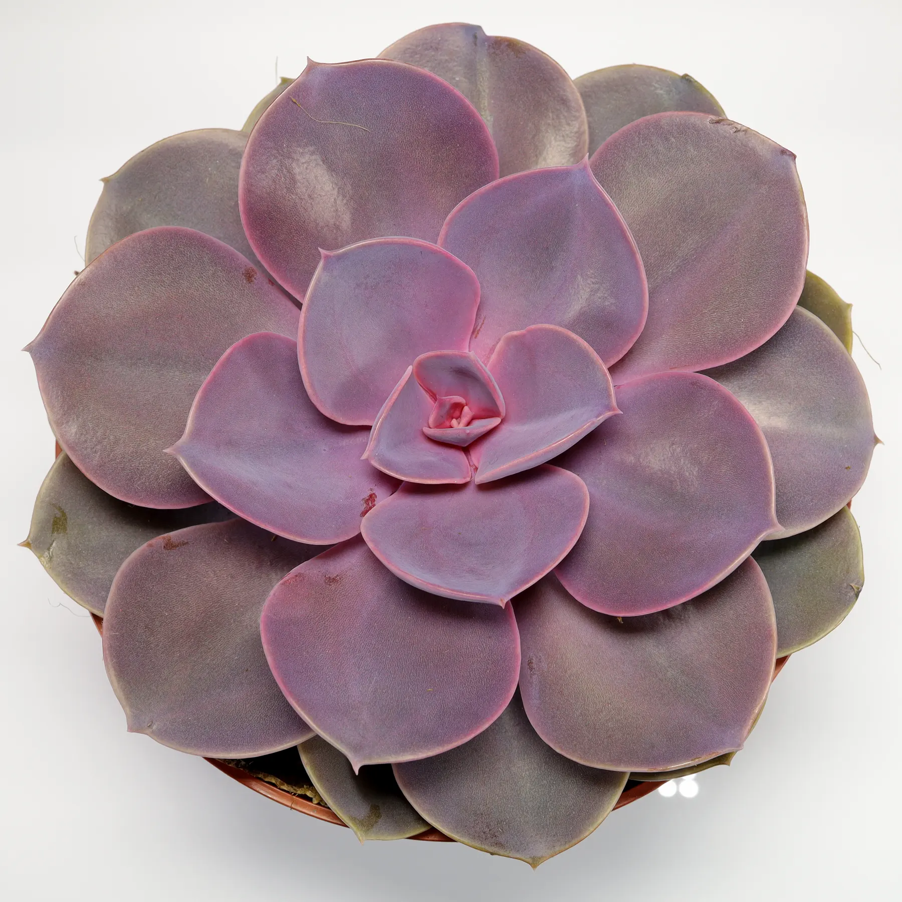 Echeveria gibbiflora Purple Pearl