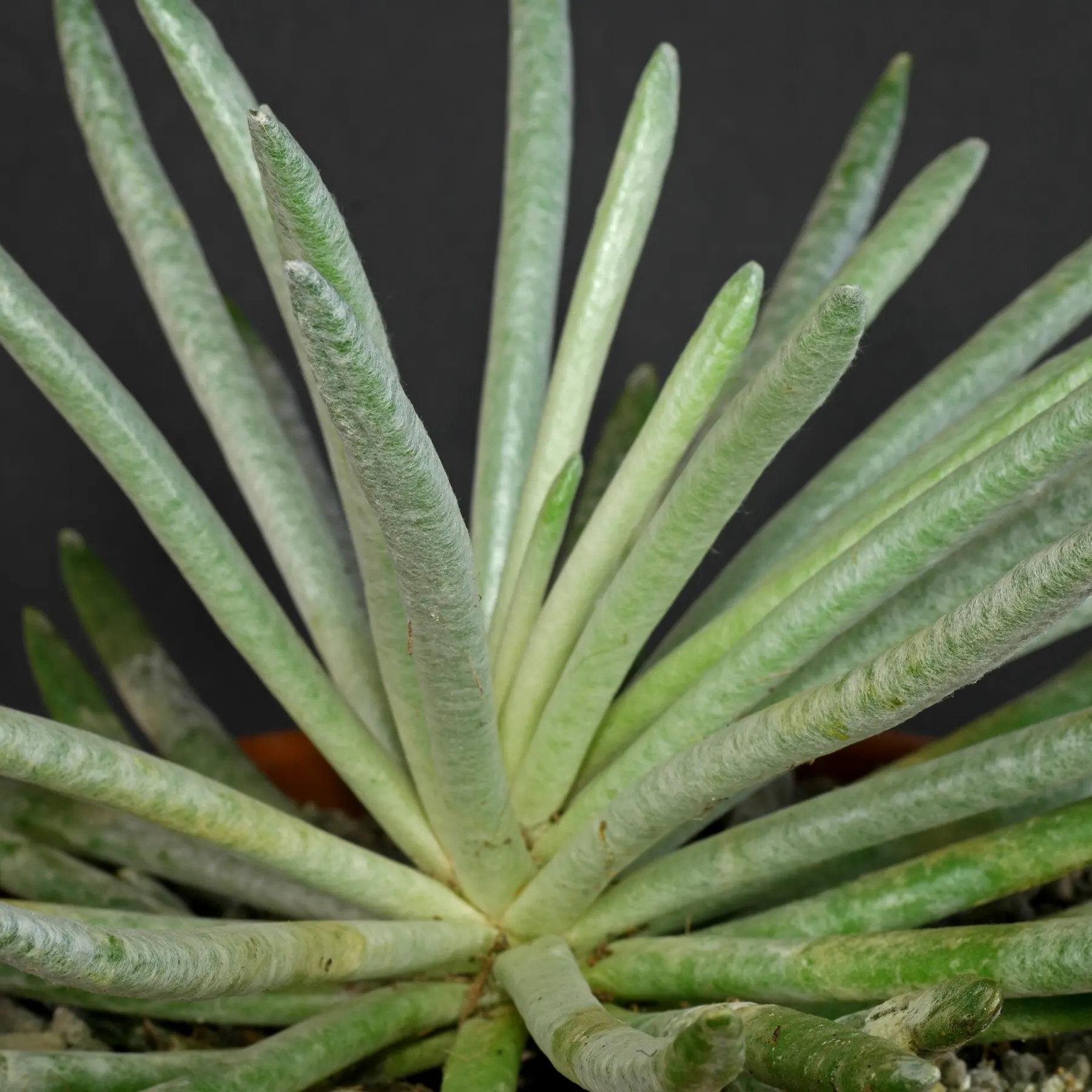 Senecio scaposus