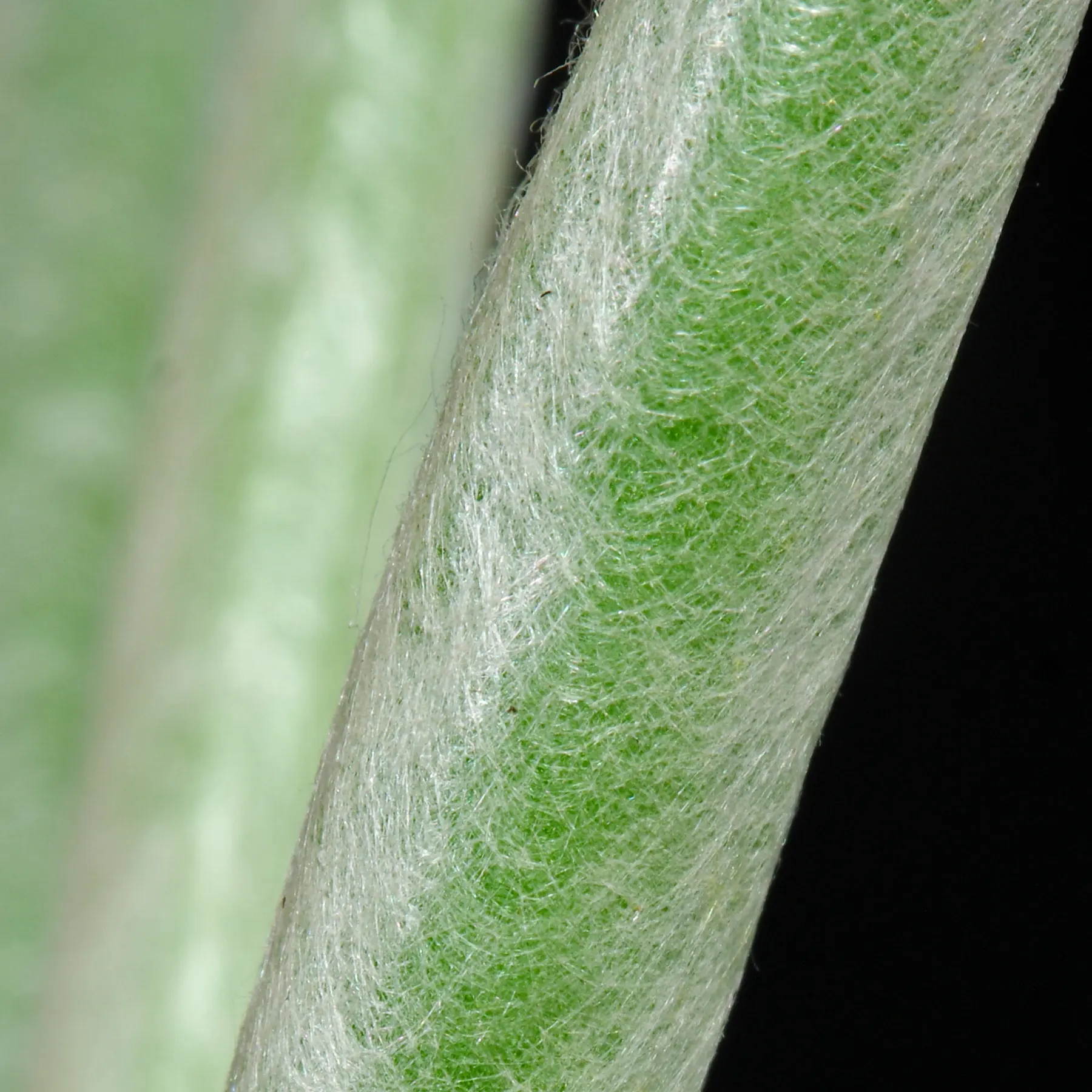 Senecio scaposus