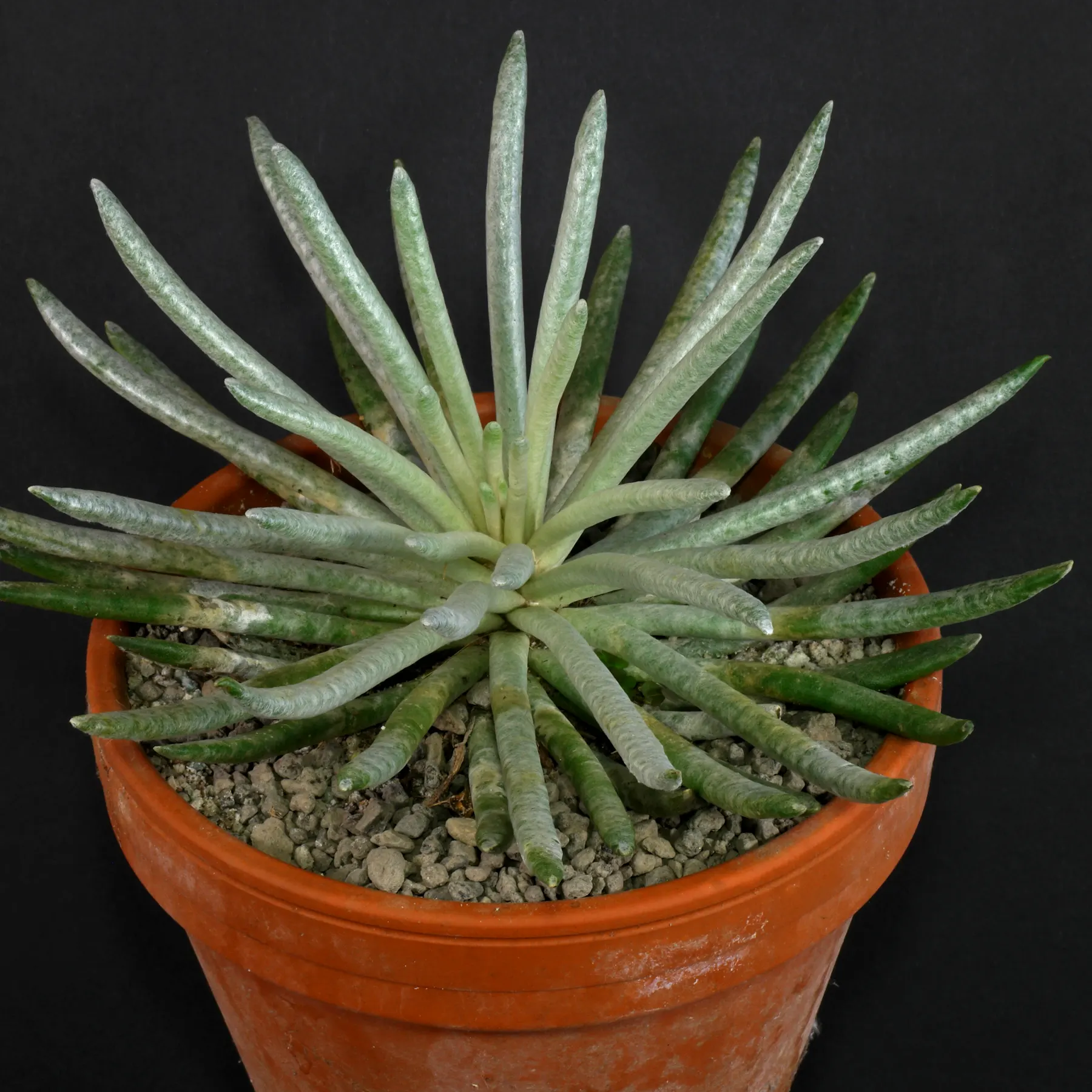 Senecio scaposus