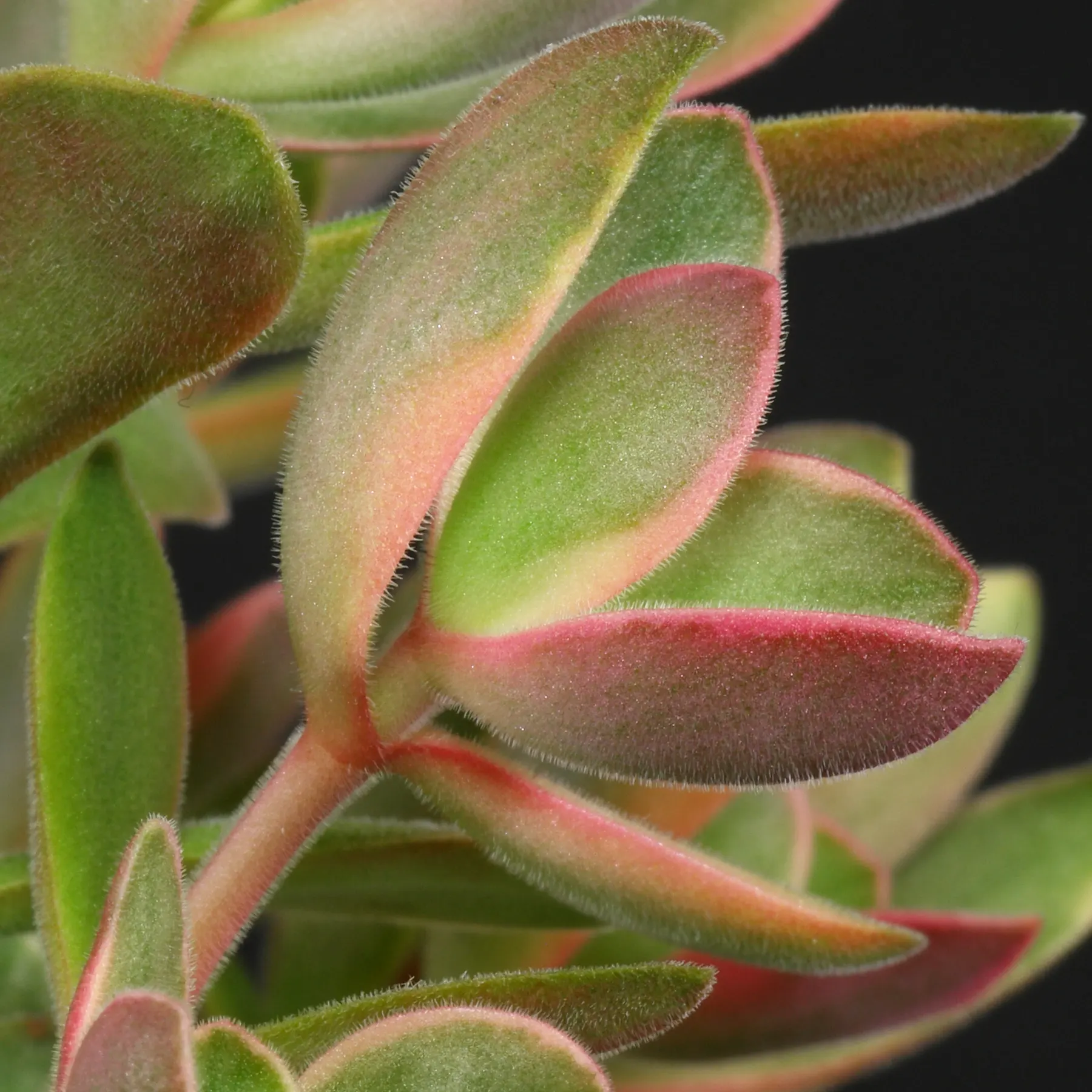 Crassula Money Maker Variegata