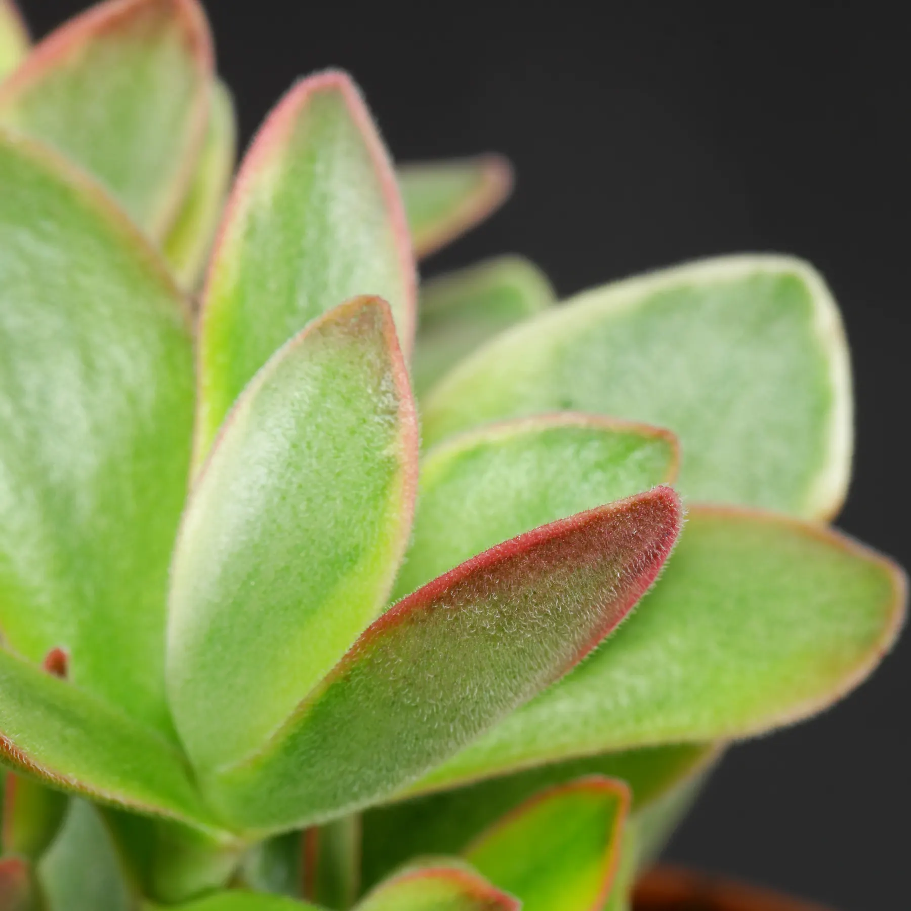 Crassula atropurpurea var. muirii Variegata