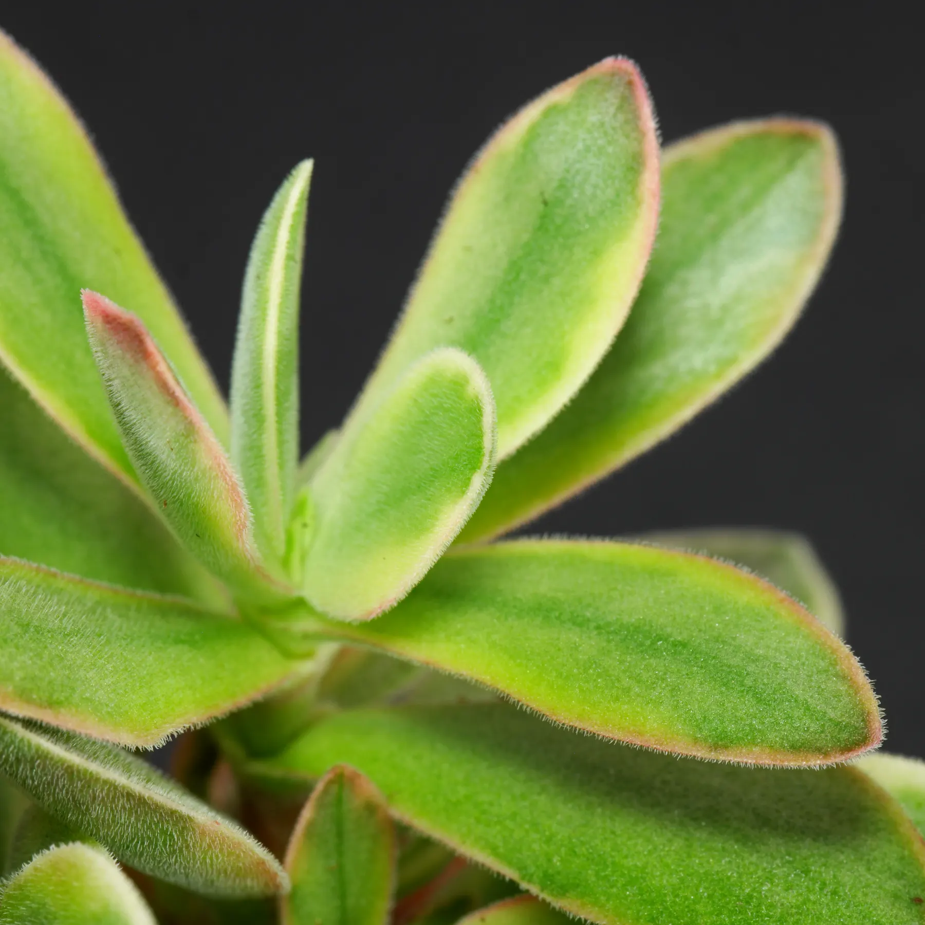 Crassula atropurpurea var. muirii Variegata