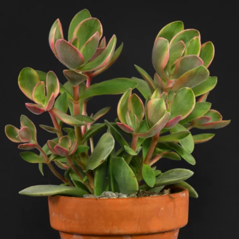 Crassula atropurpurea var. muirii Variegata