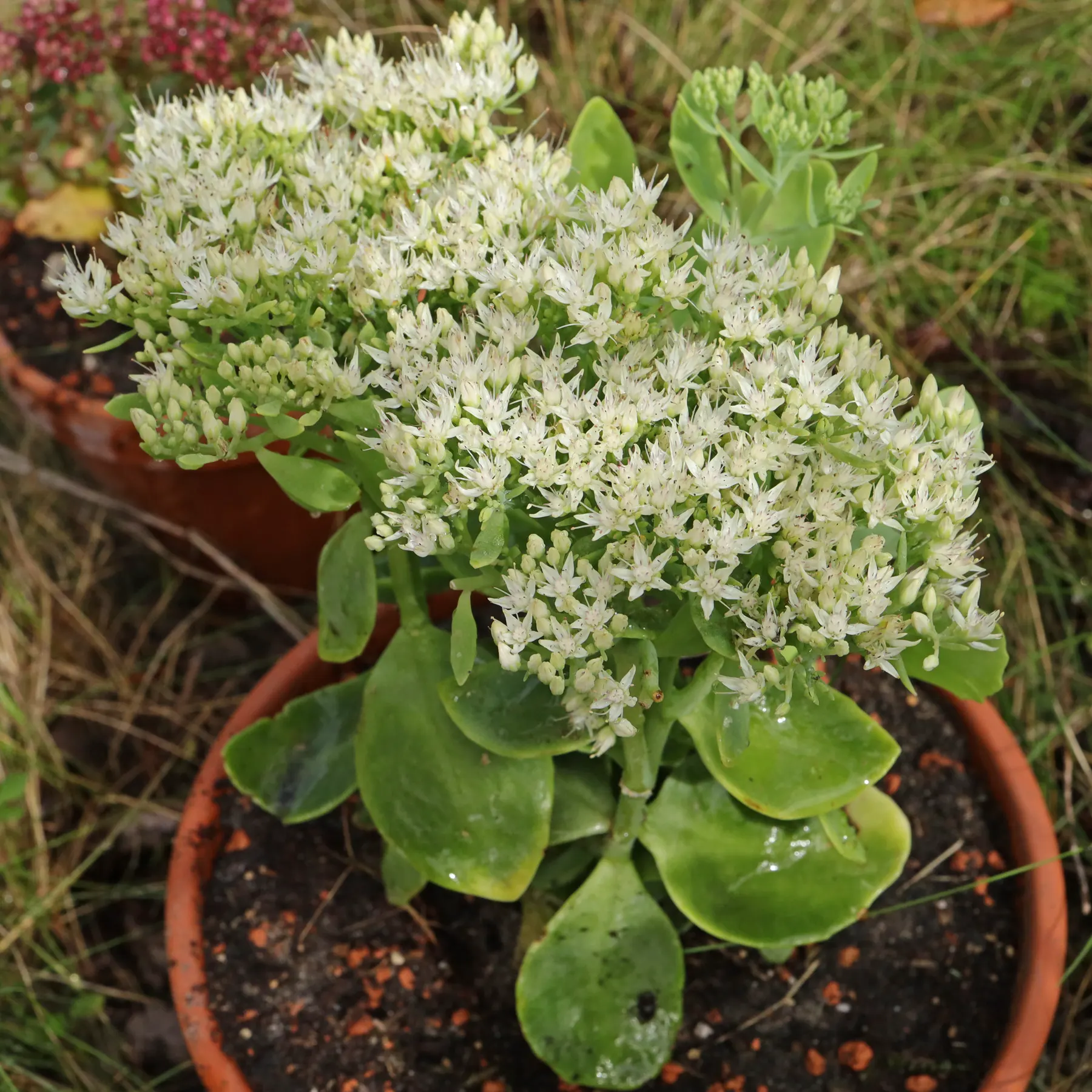 Hylotelephium spectabile Iceberg