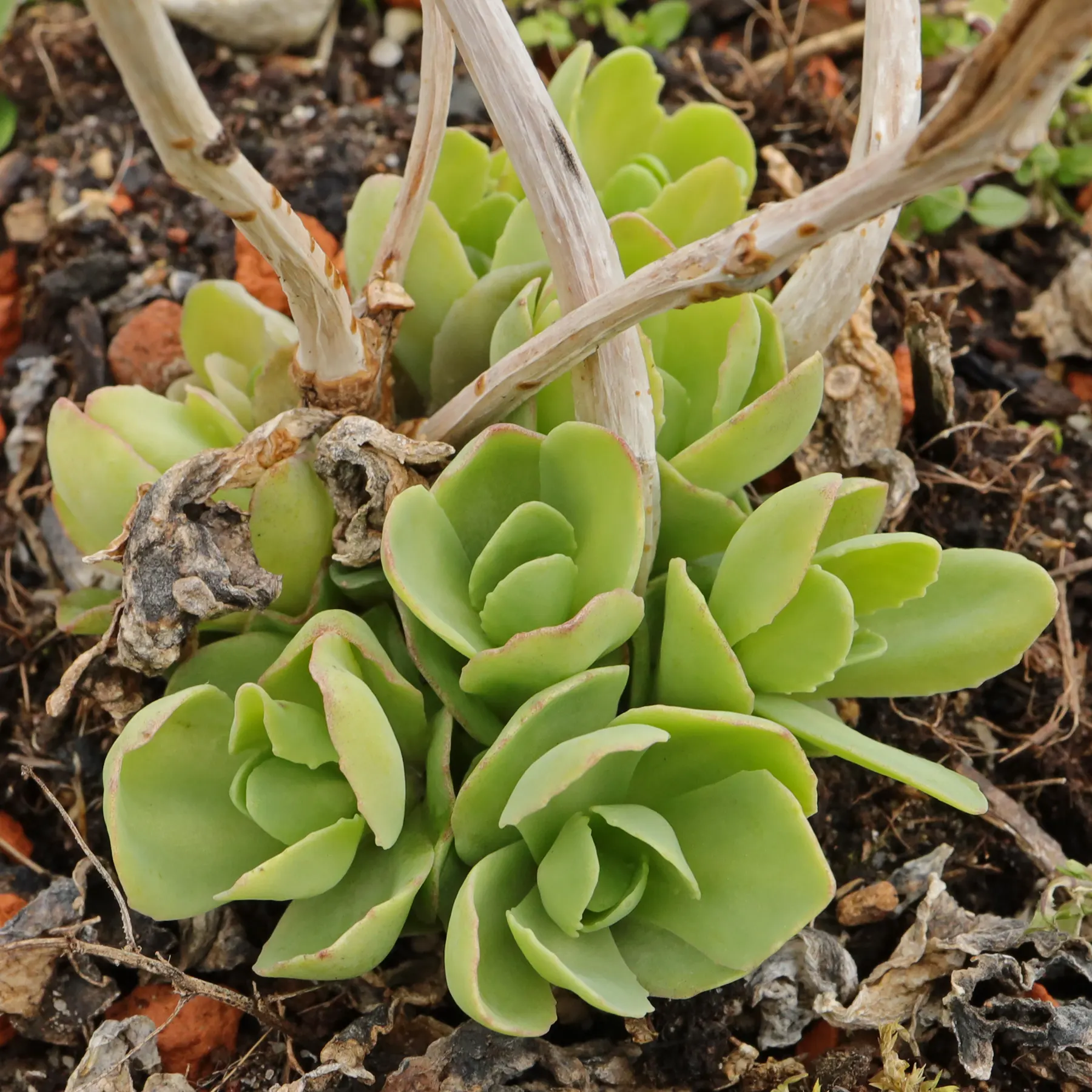 Hylotelephium spectabile Iceberg