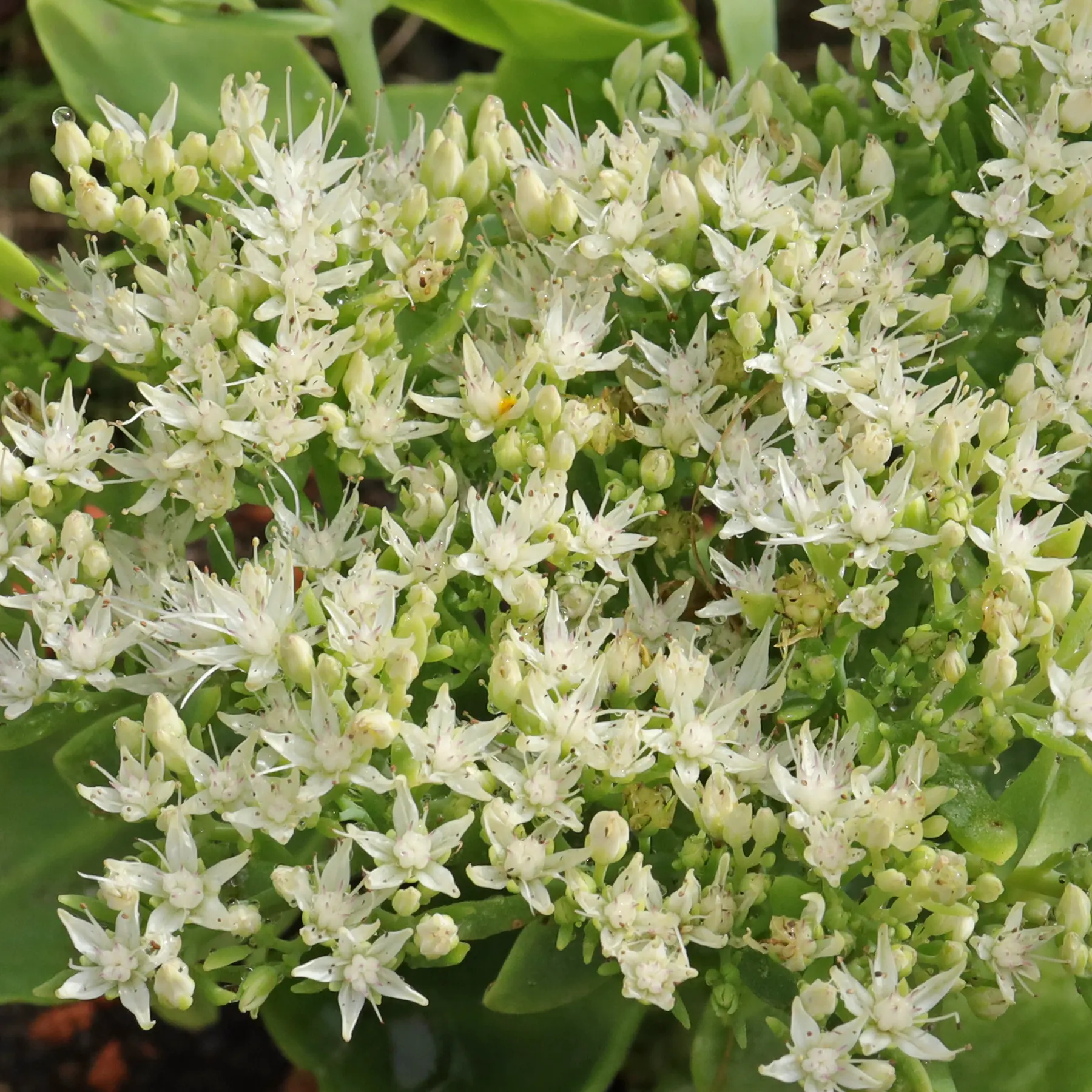 Hylotelephium spectabile Iceberg