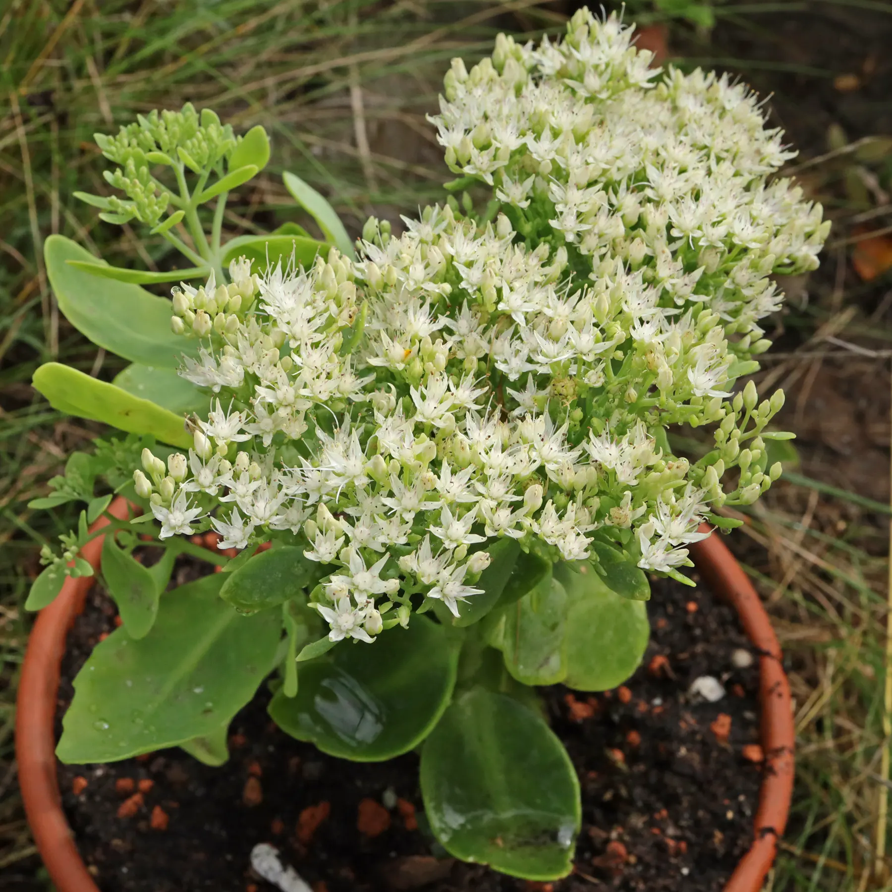 Hylotelephium spectabile Iceberg