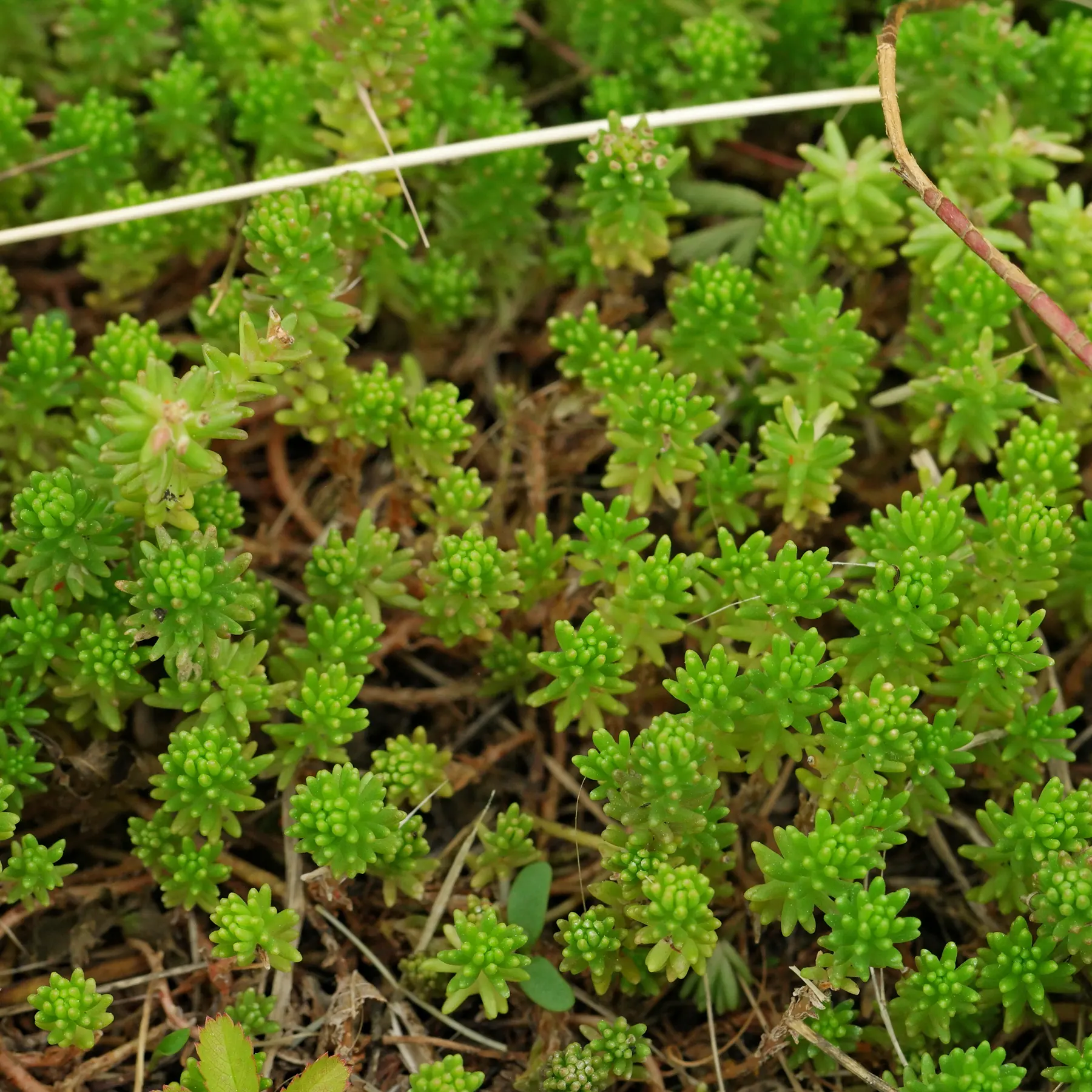 Sedum sexangulare