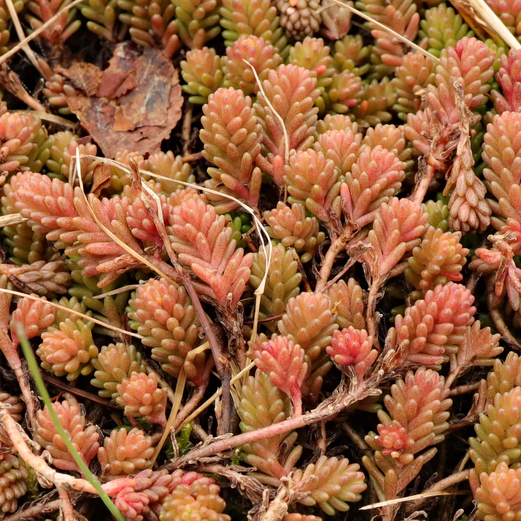 Sedum sexangulare