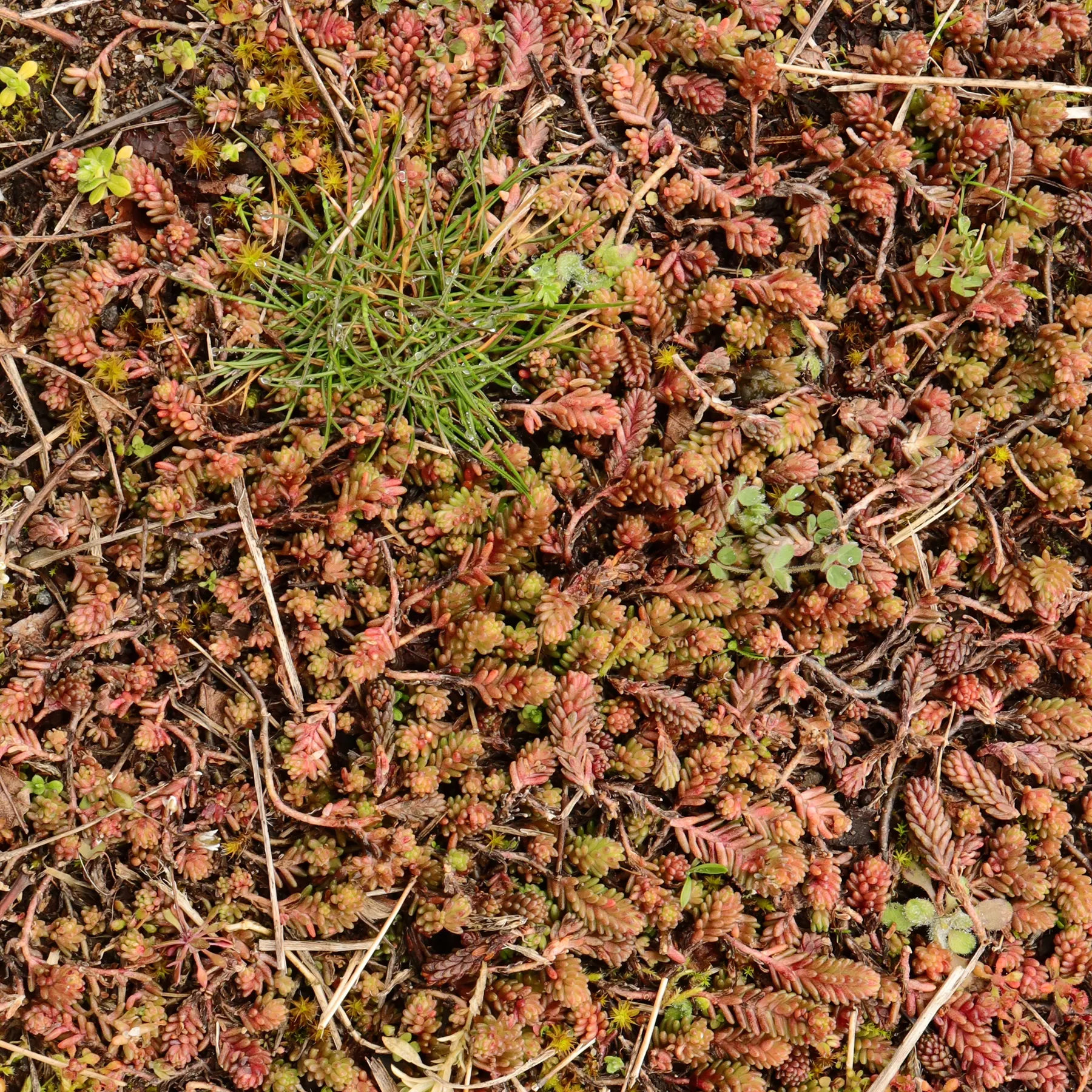 Sedum sexangulare