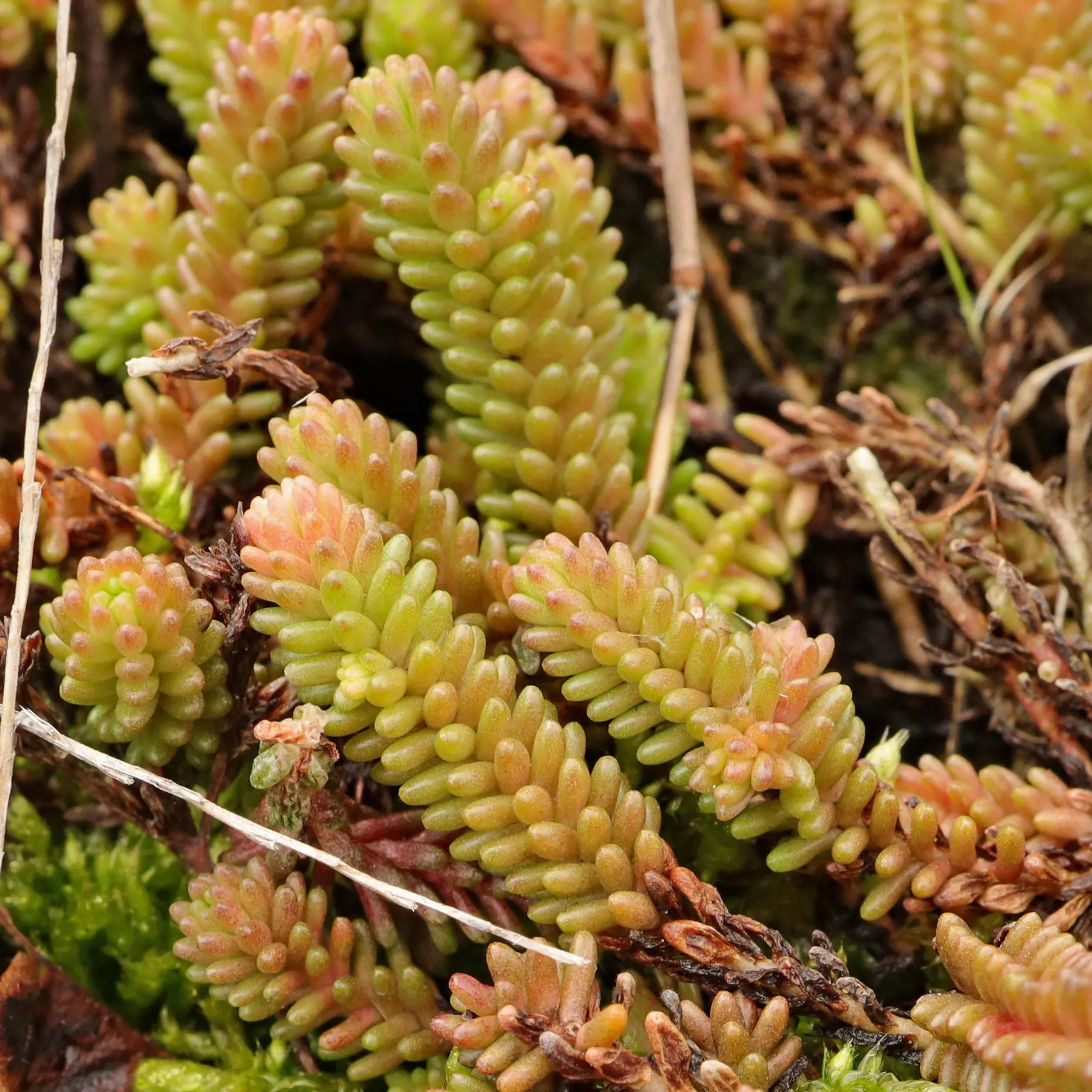 Sedum sexangulare