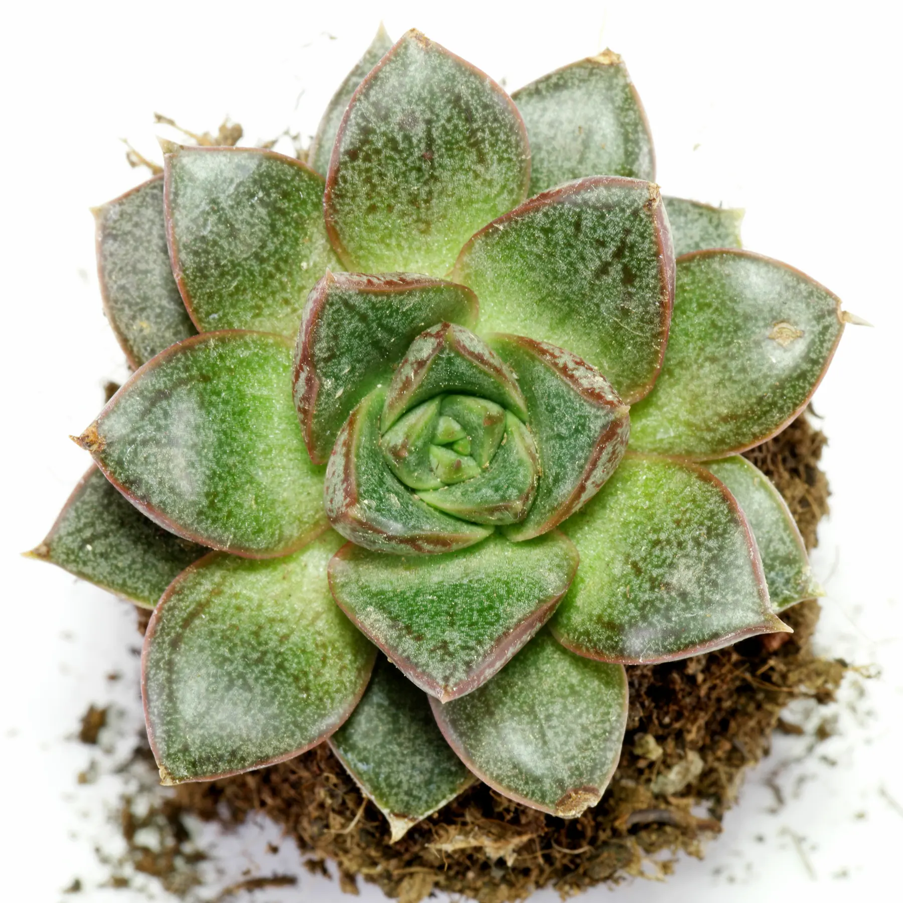 Echeveria purpusorum