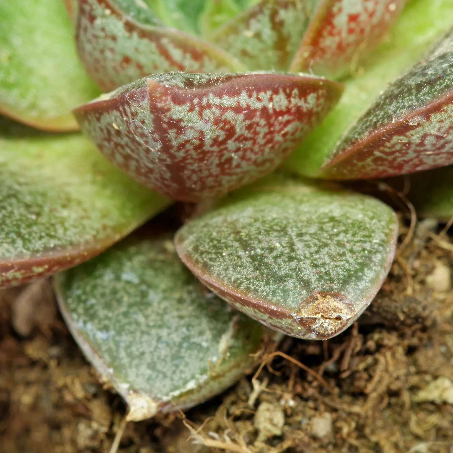 Echeveria purpusorum