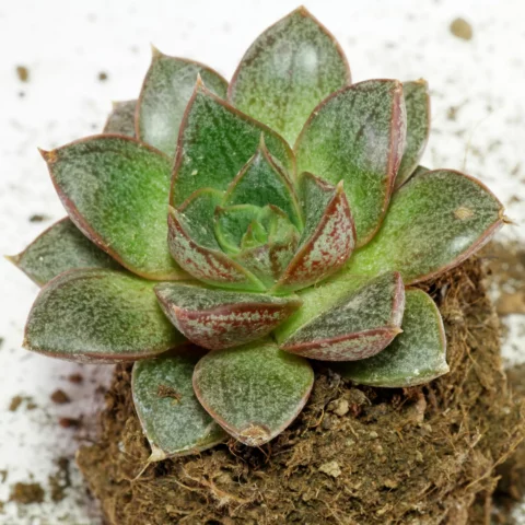 Echeveria purpusorum