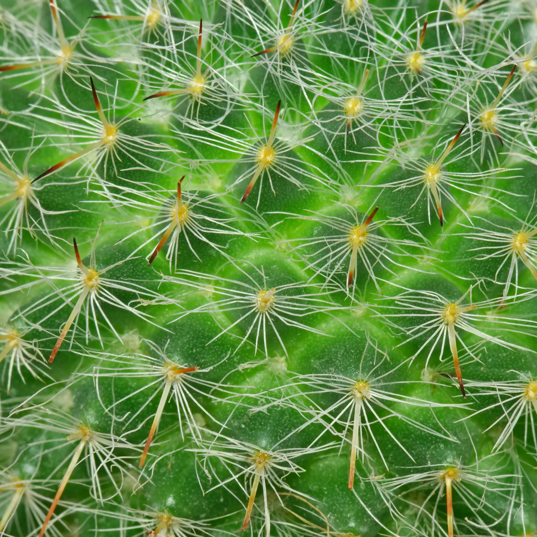 Mammillaria hahniana