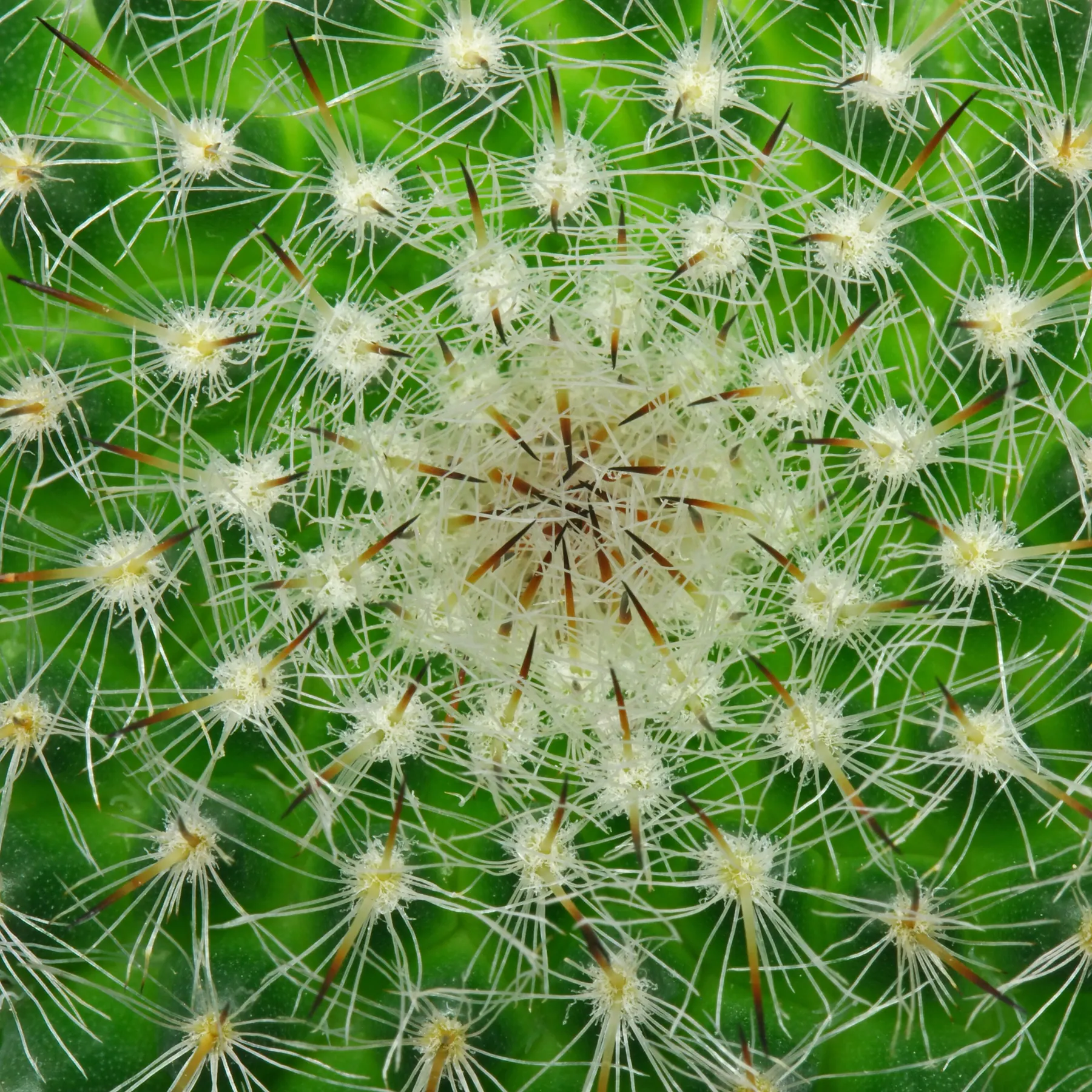 Mammillaria hahniana