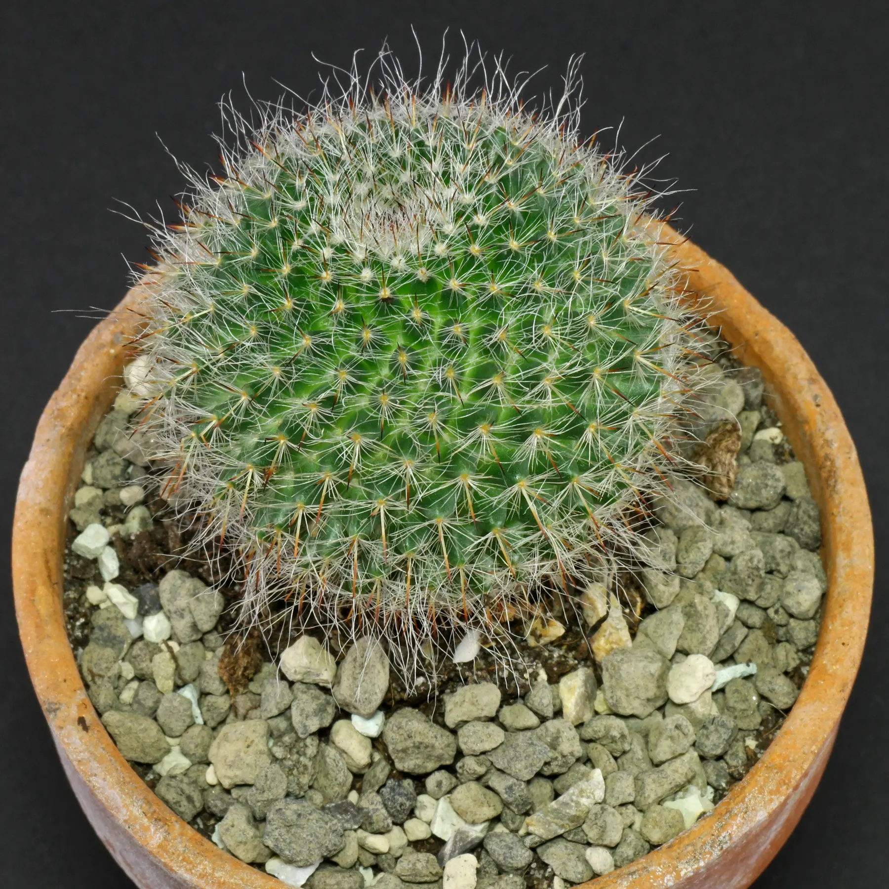 Mammillaria hahniana