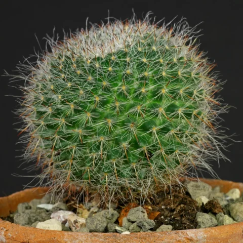 Mammillaria hahniana