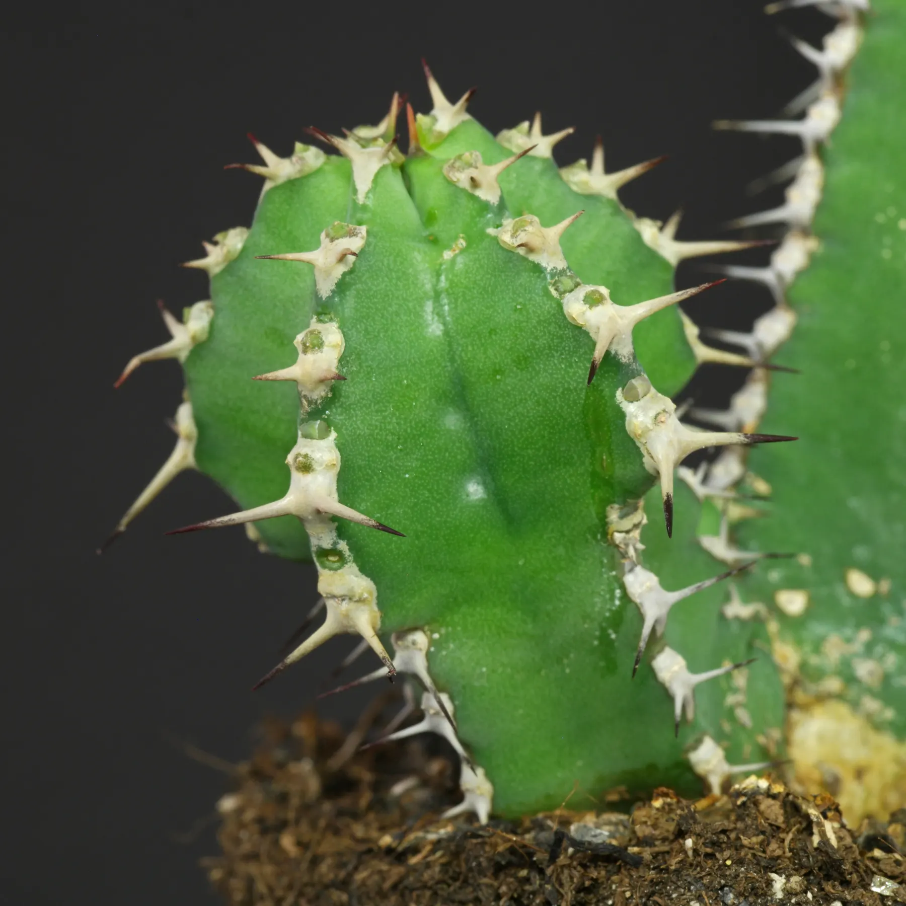 Euphorbia polyacantha