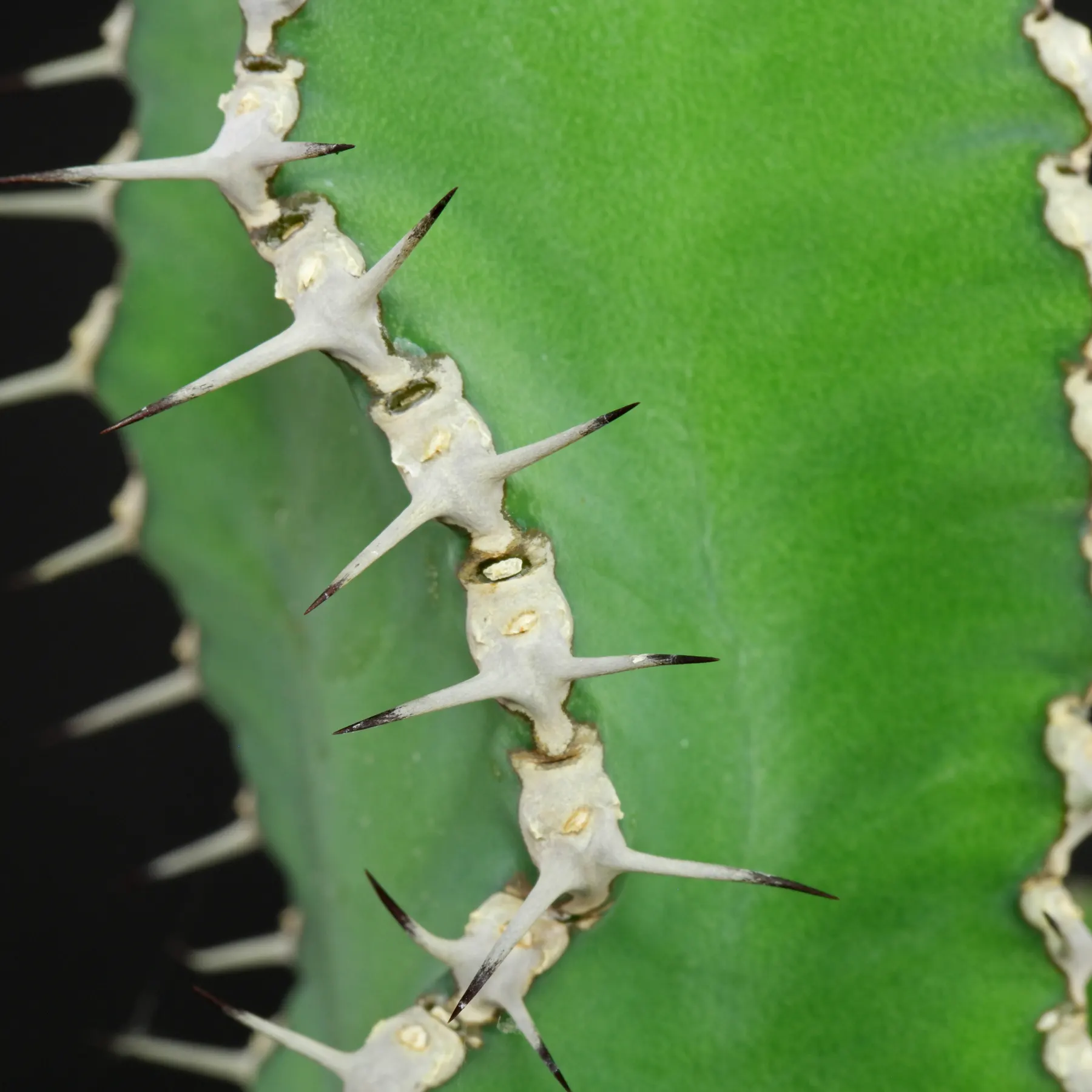 Euphorbia polyacantha